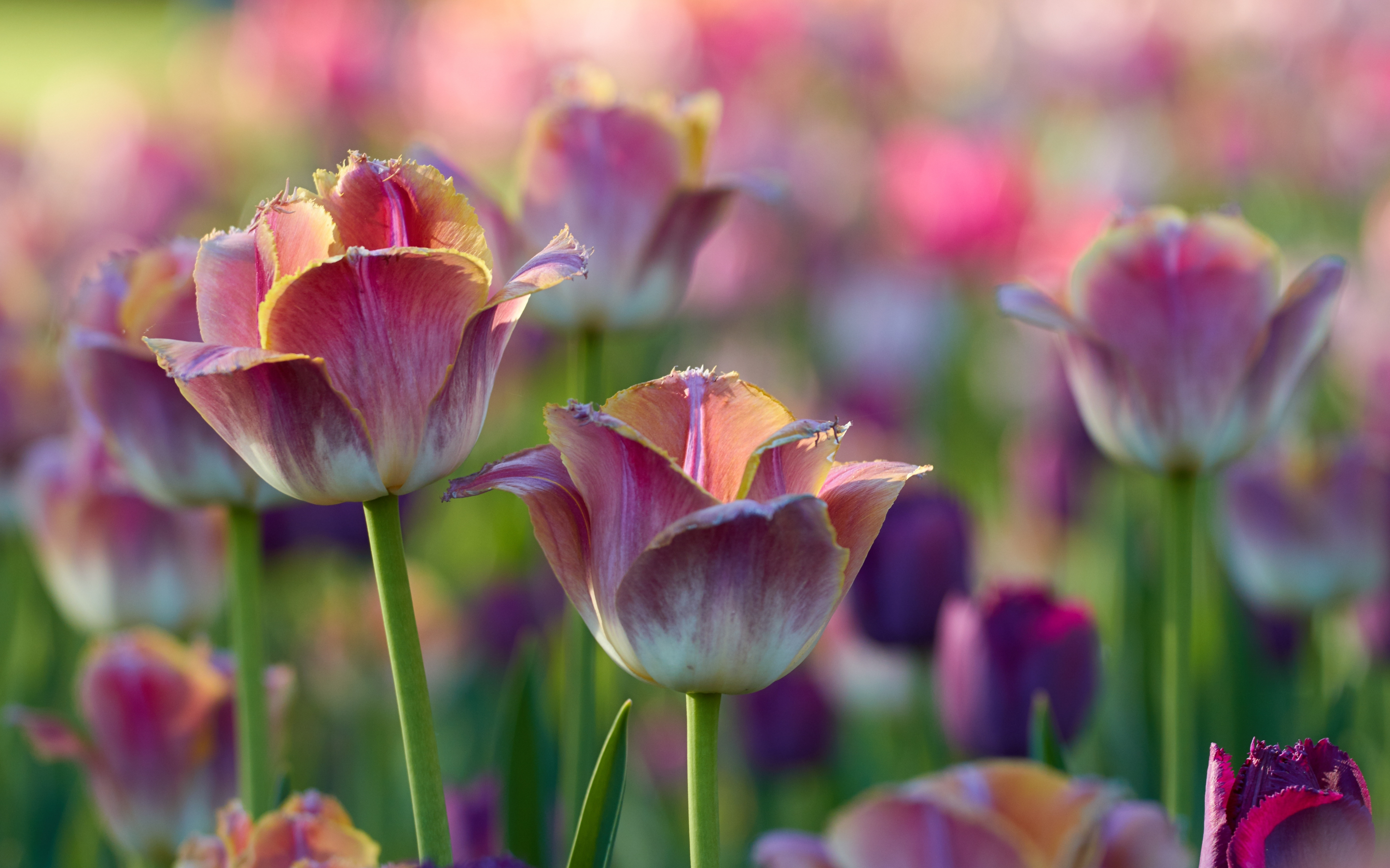 Tulips flowers, pink-white, flowerbed, 2880x1800 wallpaper