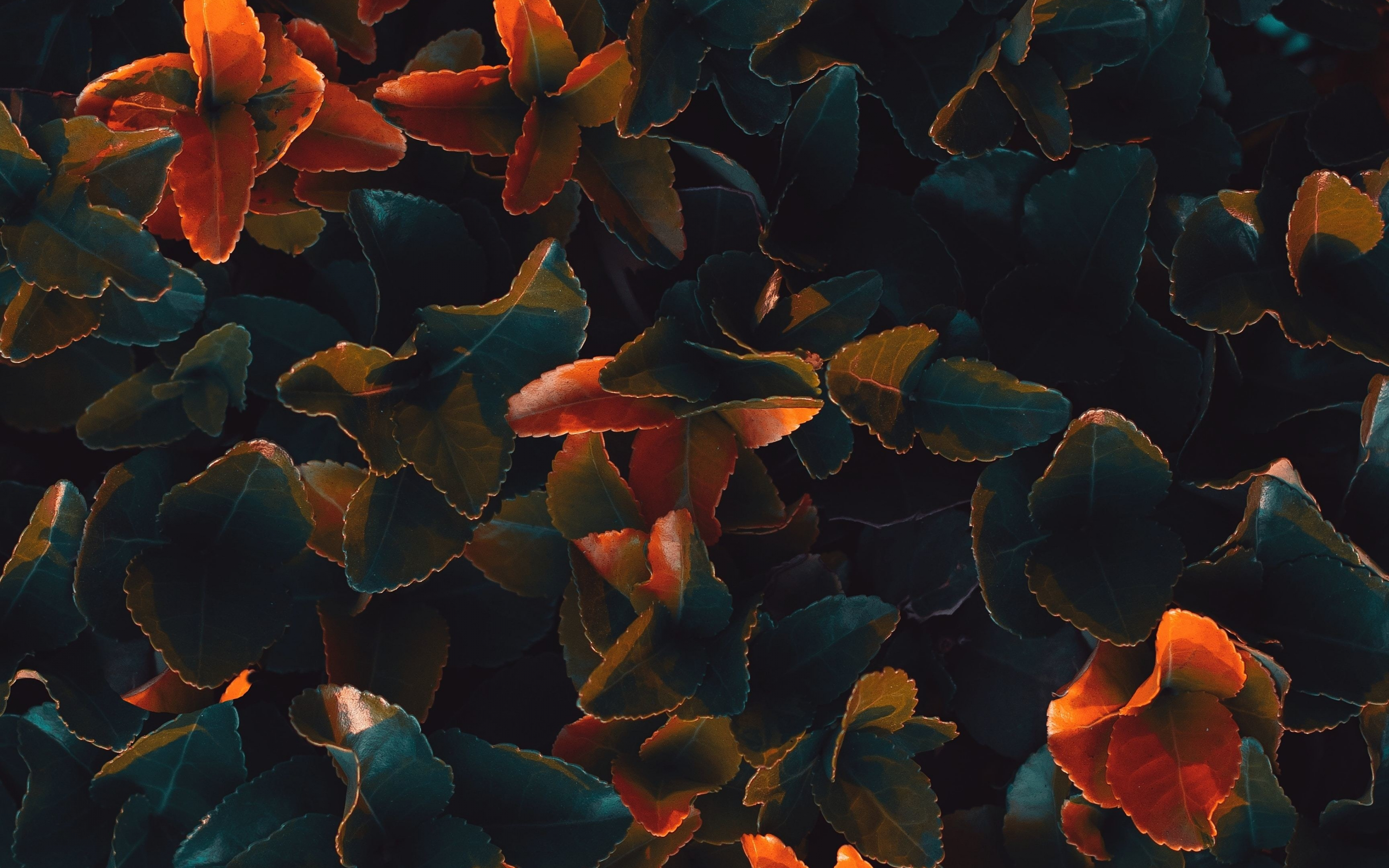 Plant leaves, bright glow, surface, 2880x1800 wallpaper