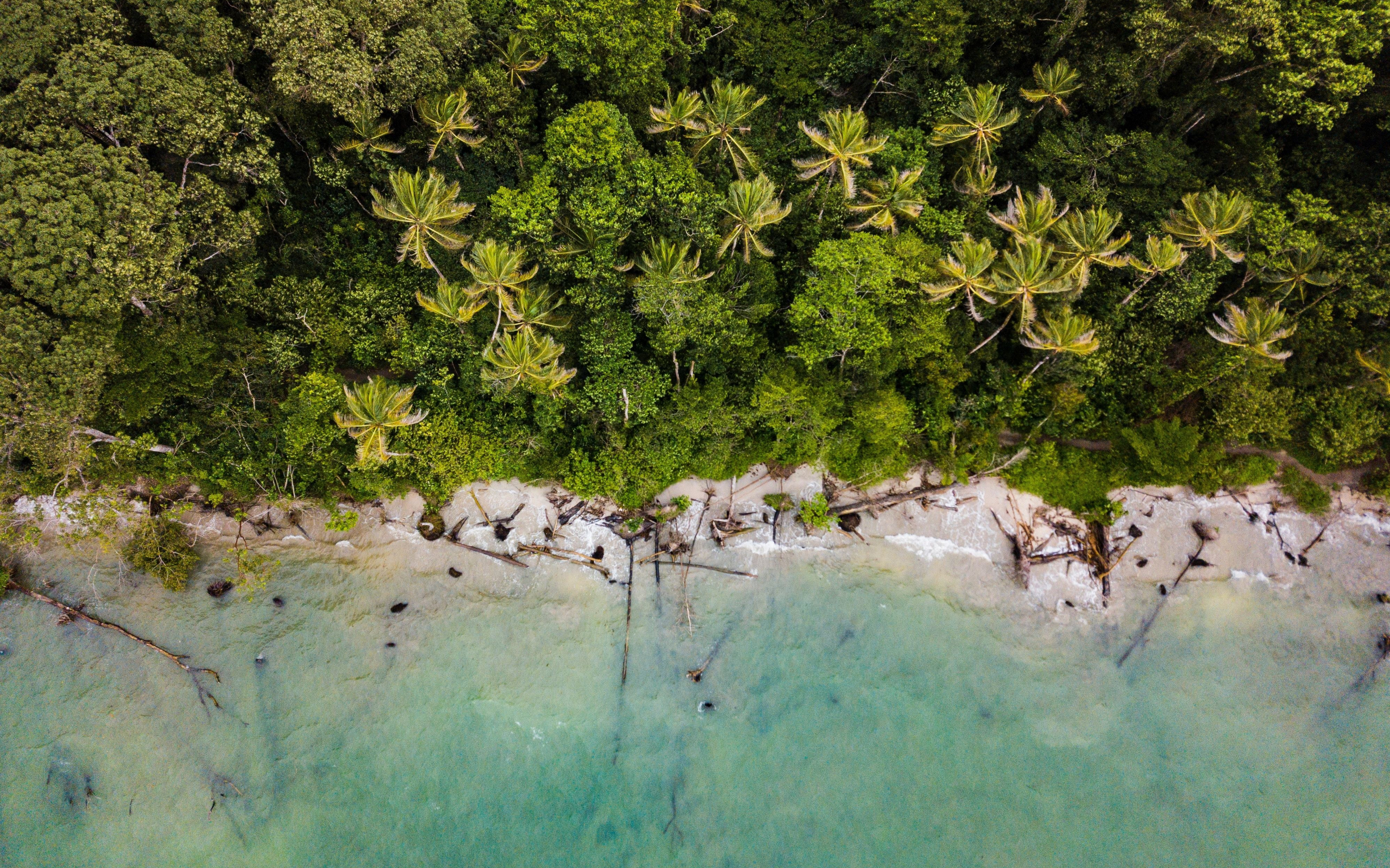 Palms, green coast, nature, aerial view, 2880x1800 wallpaper