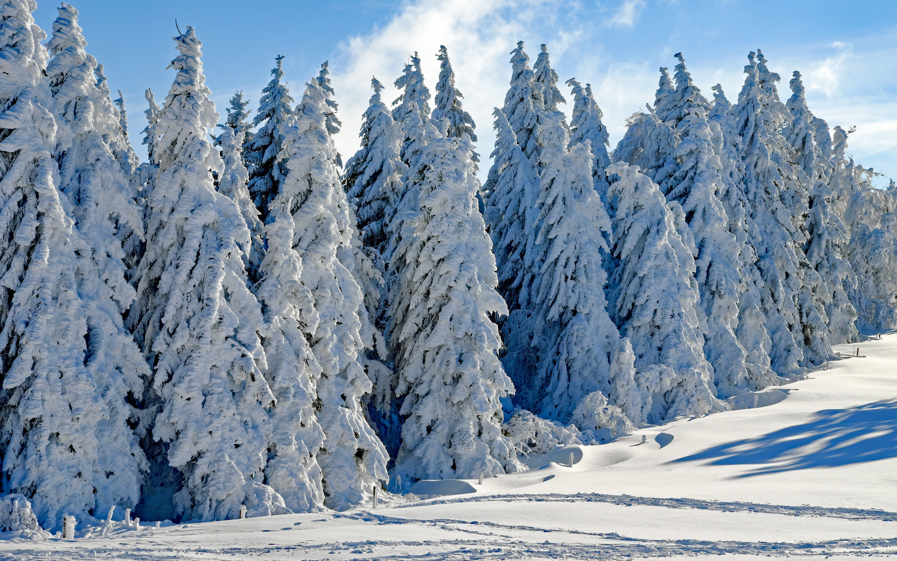 Wintry season, day, trees, snow, 2880x1800 wallpaper