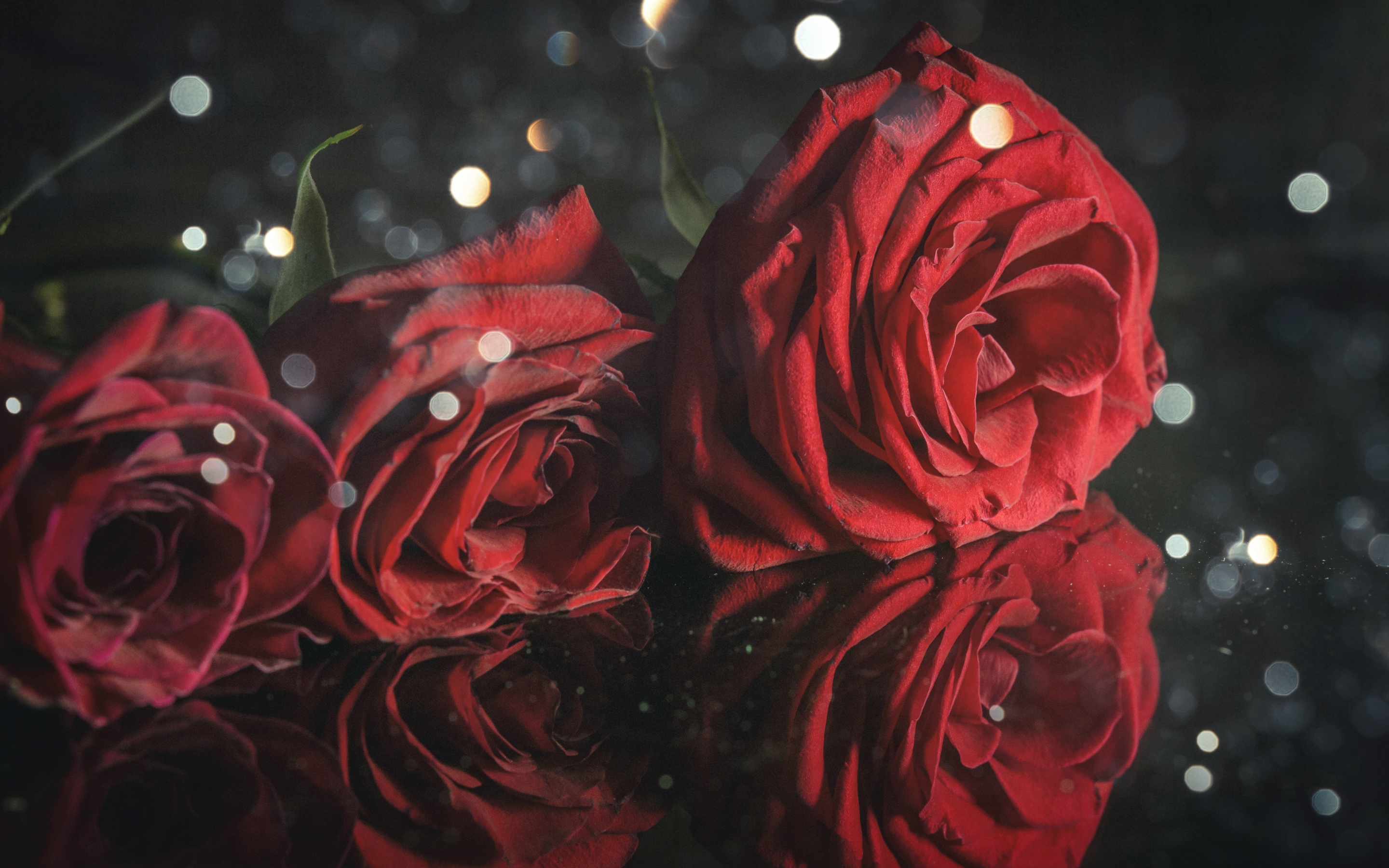 Red roses, close up, 2880x1800 wallpaper