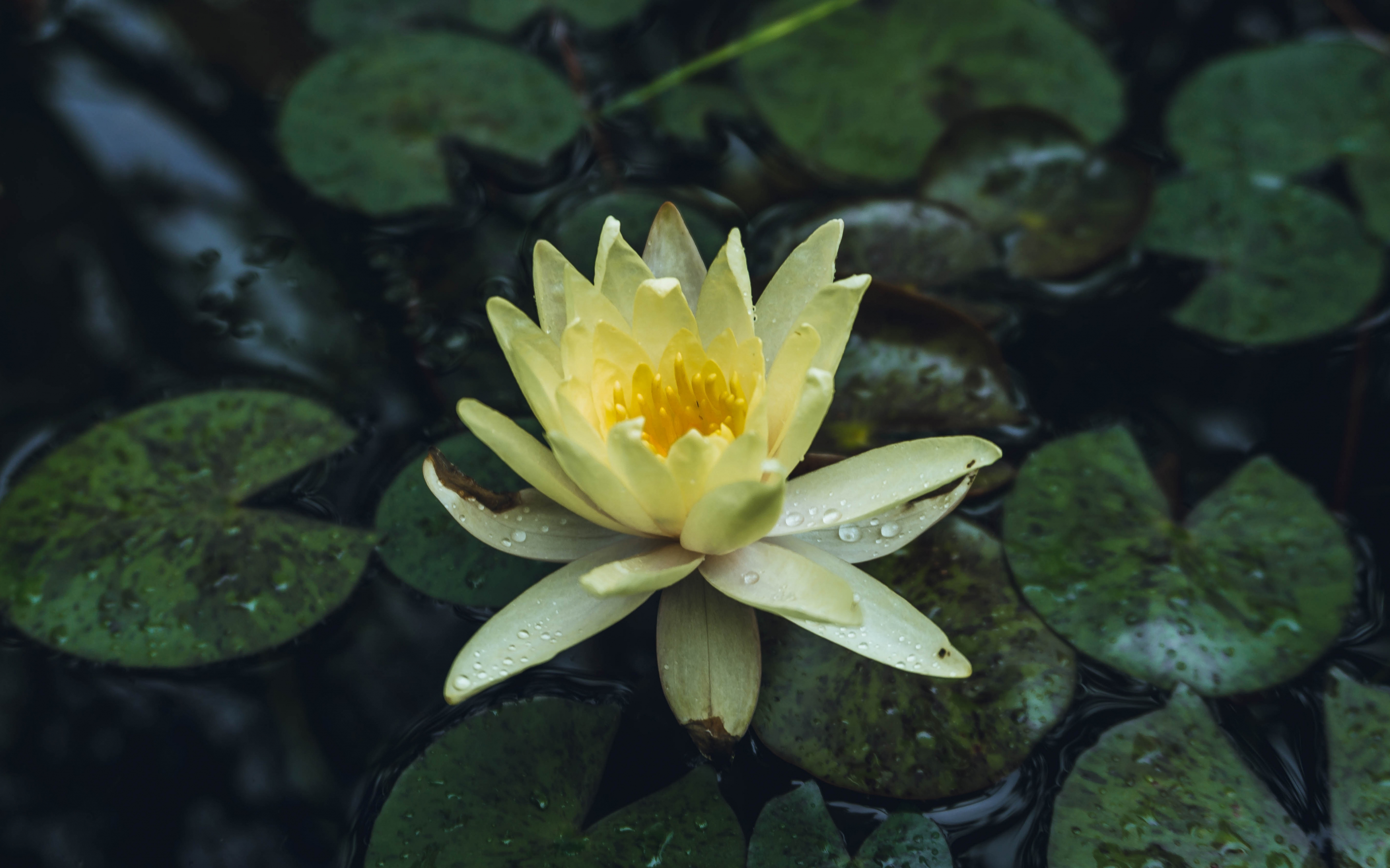 Drops, yellow flower, water lily, bloom, 2880x1800 wallpaper