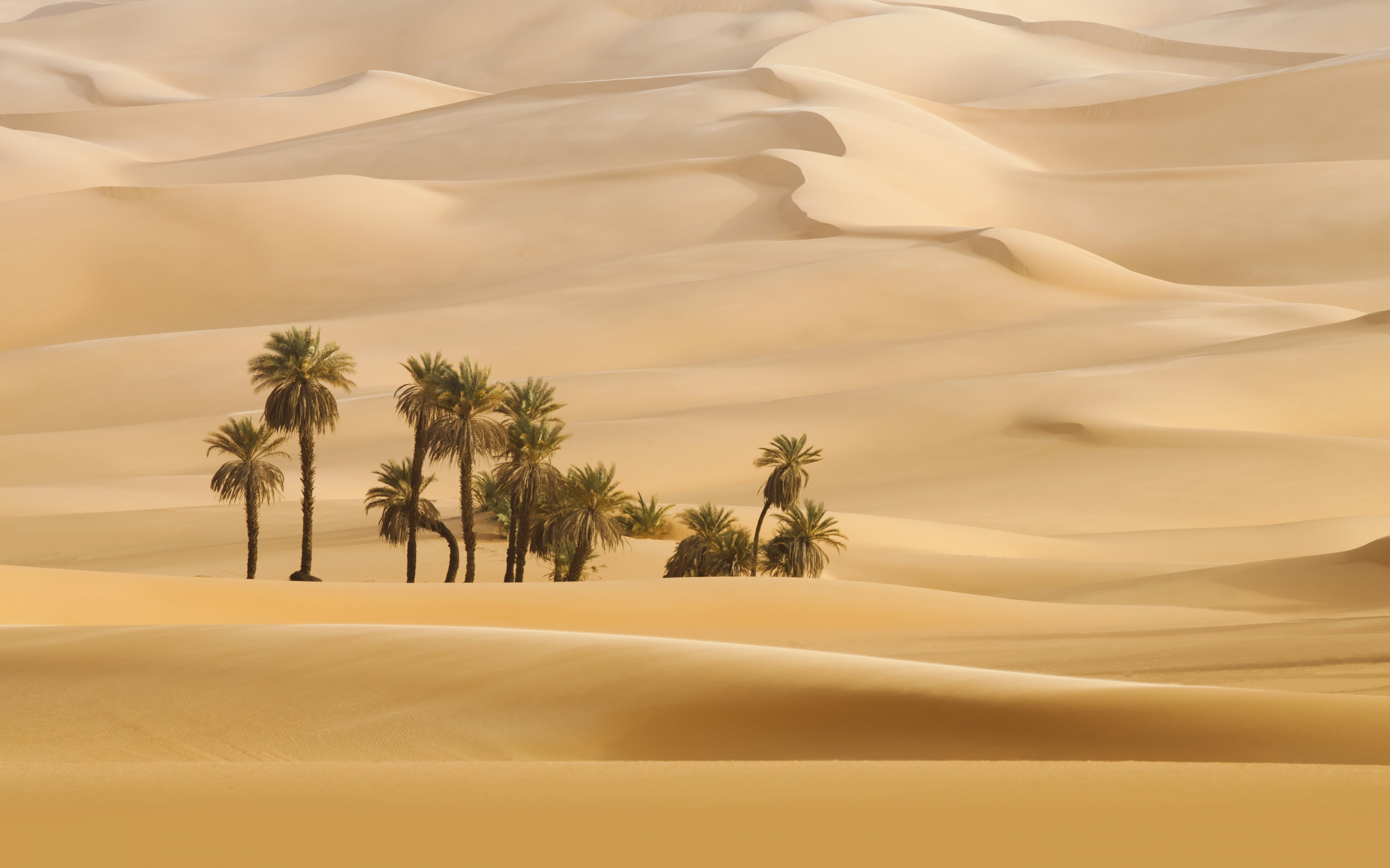 Landscape, desert, palm trees, 2880x1800 wallpaper