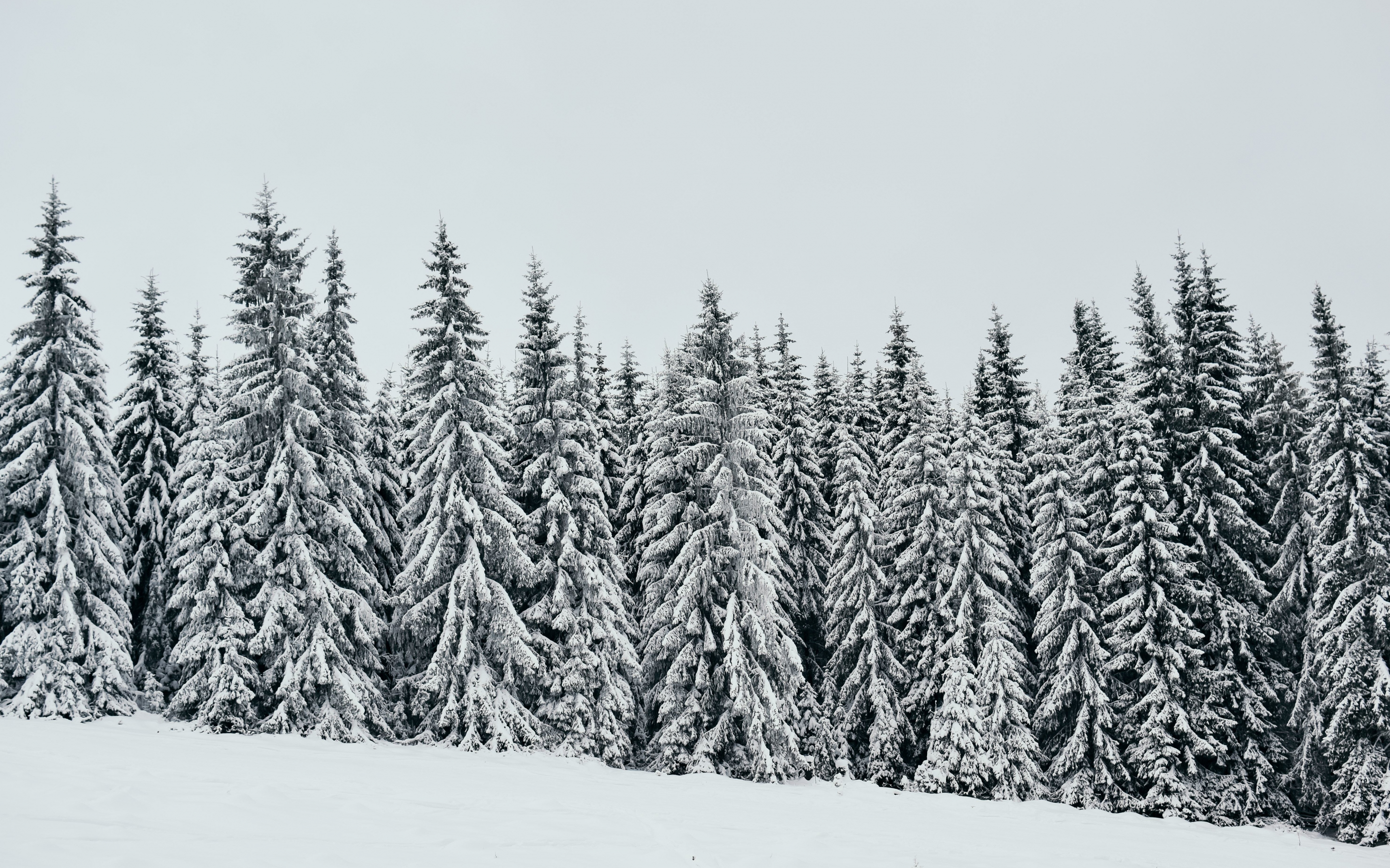 White, snow layer, pine trees, nature, 2880x1800 wallpaper