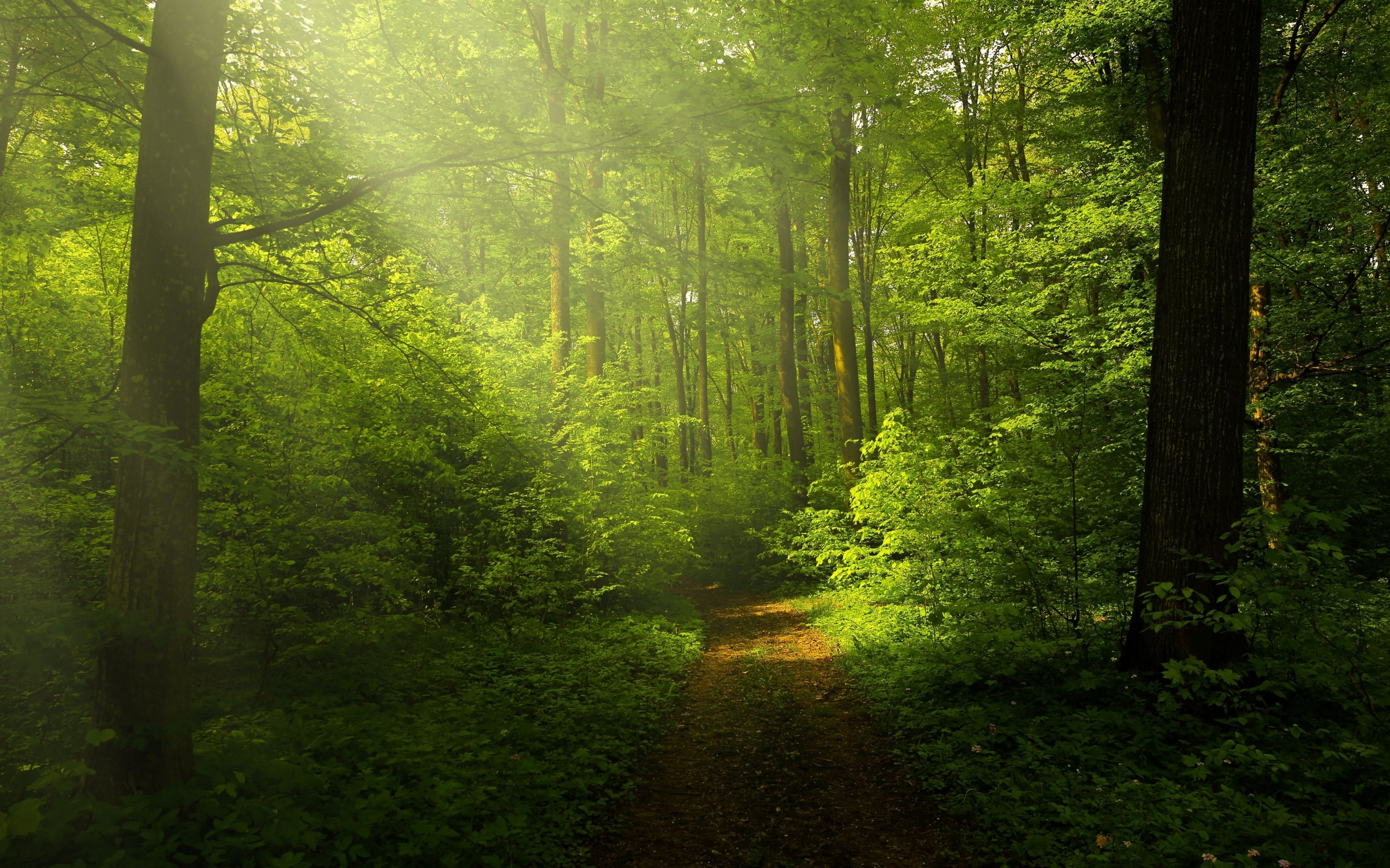 Green forest, woods trails, pathway, sunrays through trees, nature, 2880x1800 wallpaper