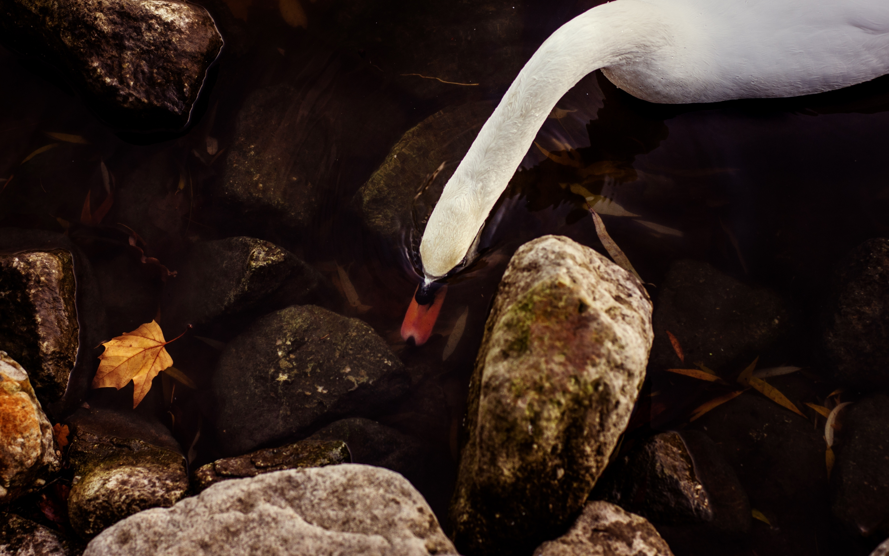 Swan, white, rocks, water, beautiful, 2880x1800 wallpaper