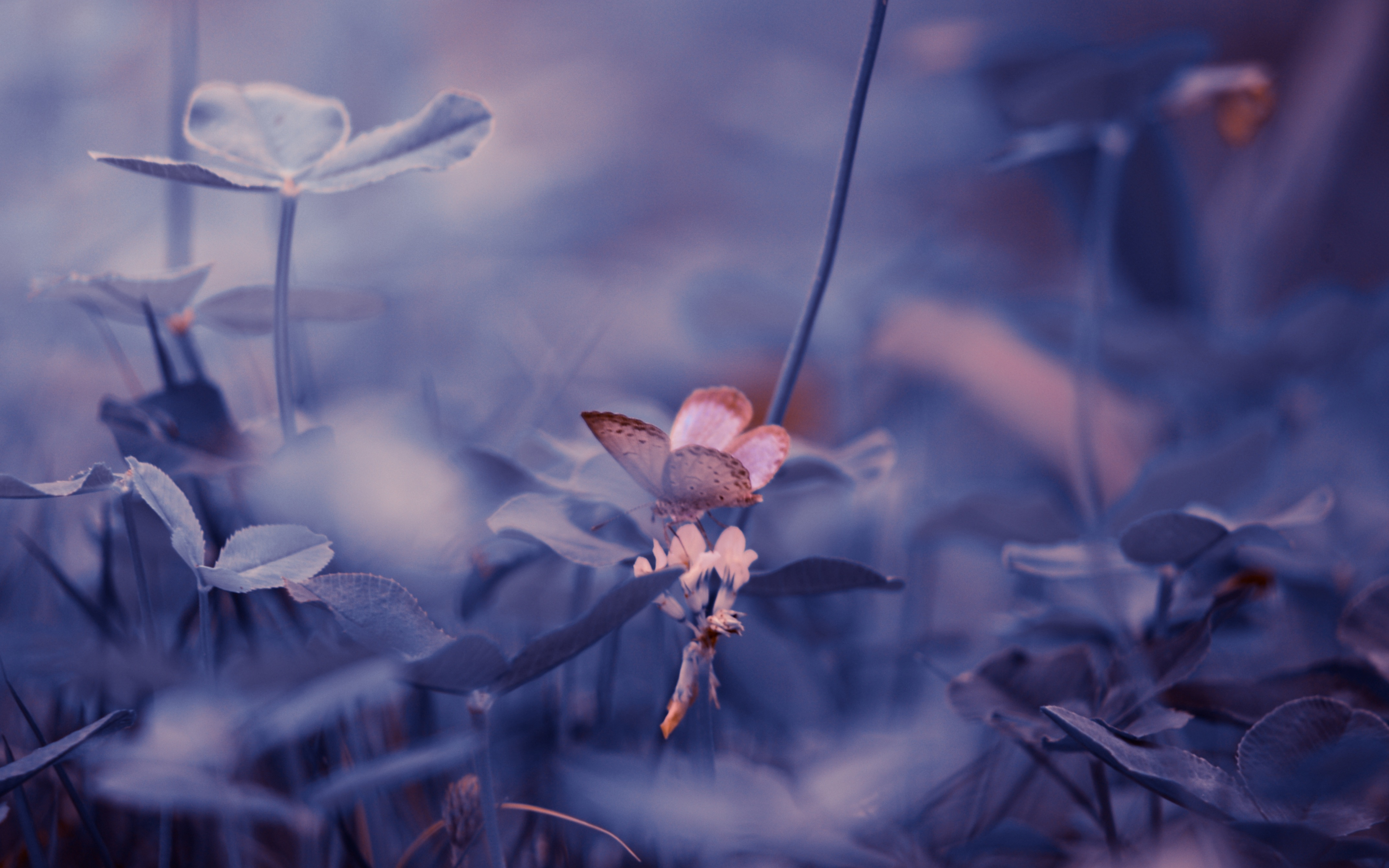 Portrait, butterfly, insect, blur, 2880x1800 wallpaper
