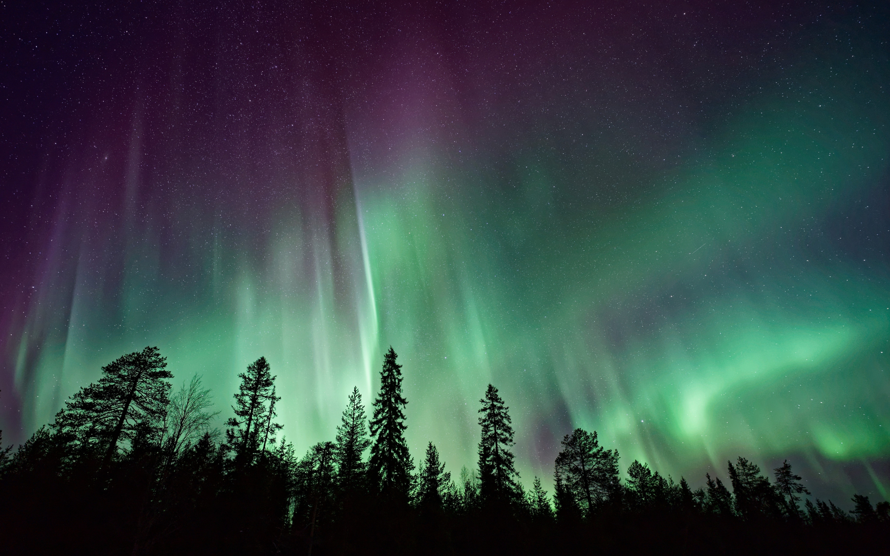 Northern lights, sky, trees, nature, 2880x1800 wallpaper