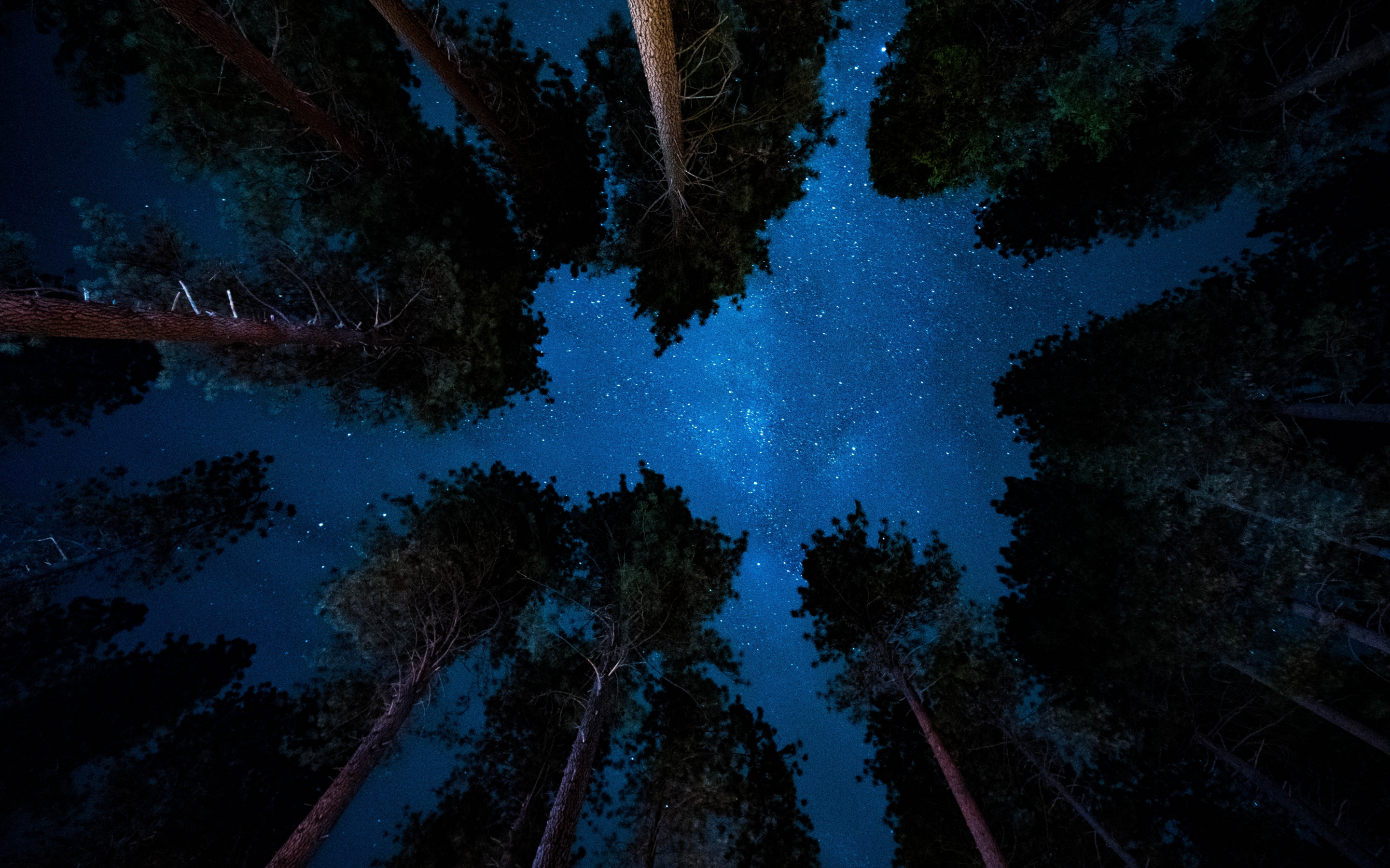 Starry night, nature, sky, trees, 2880x1800 wallpaper