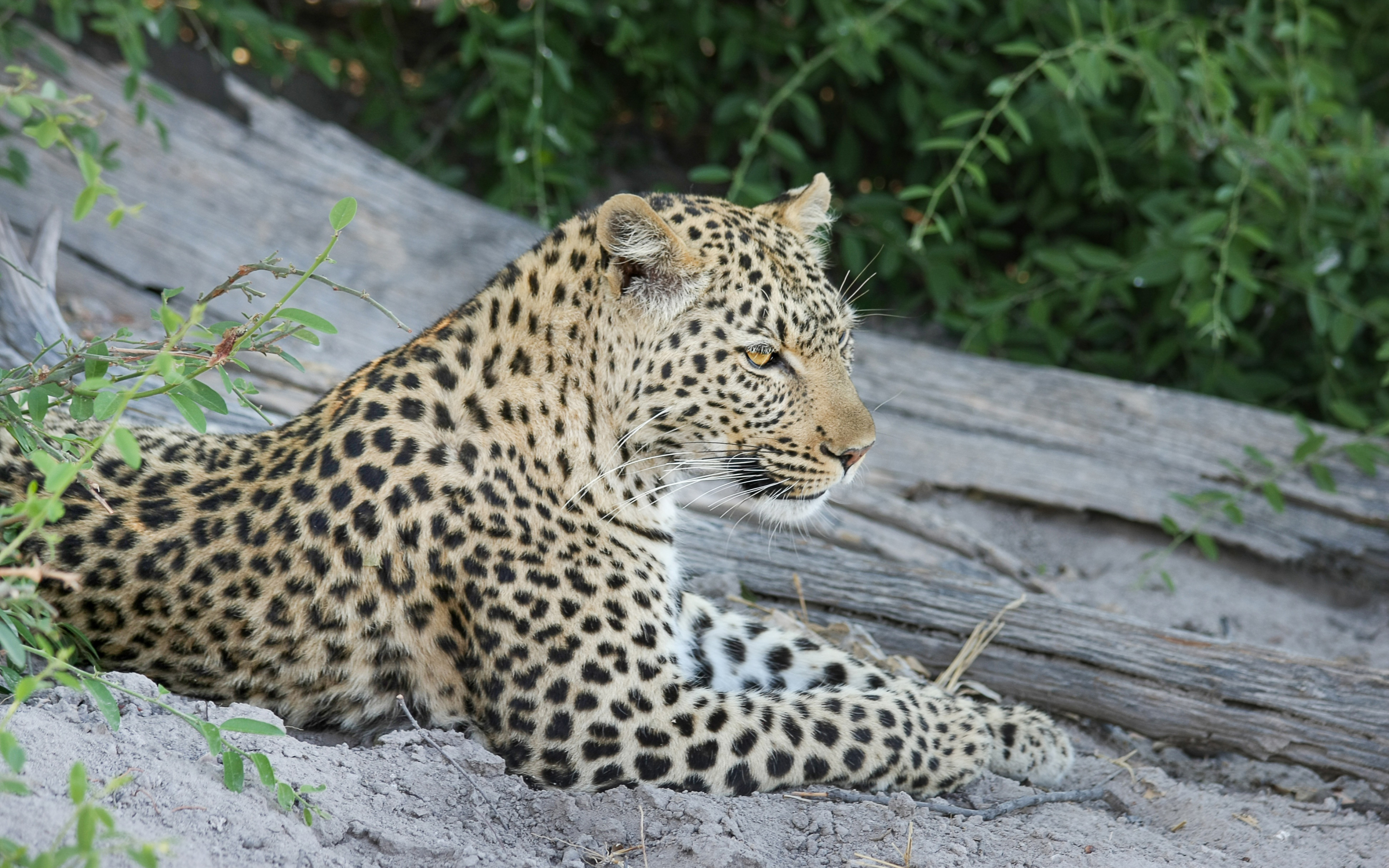 African leopard, wild animal, predator, relaxed, 2880x1800 wallpaper