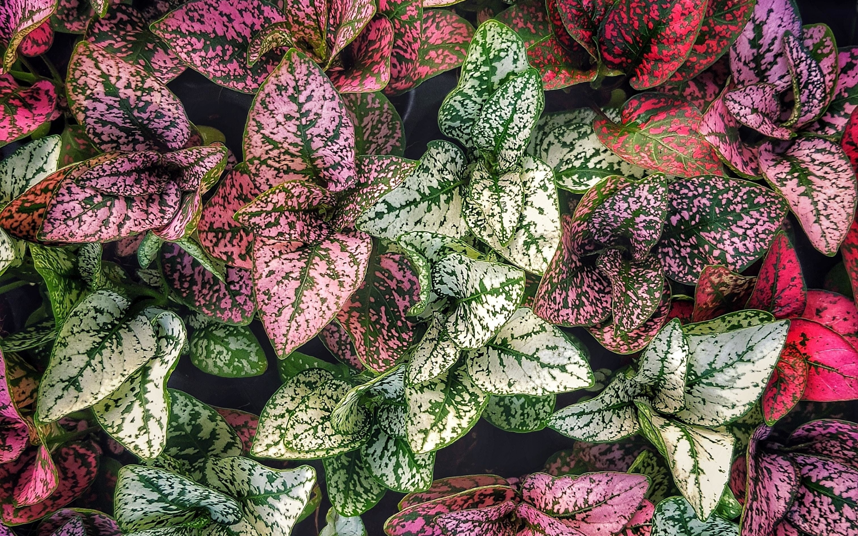 Green-red, leaves, plants, 2880x1800 wallpaper