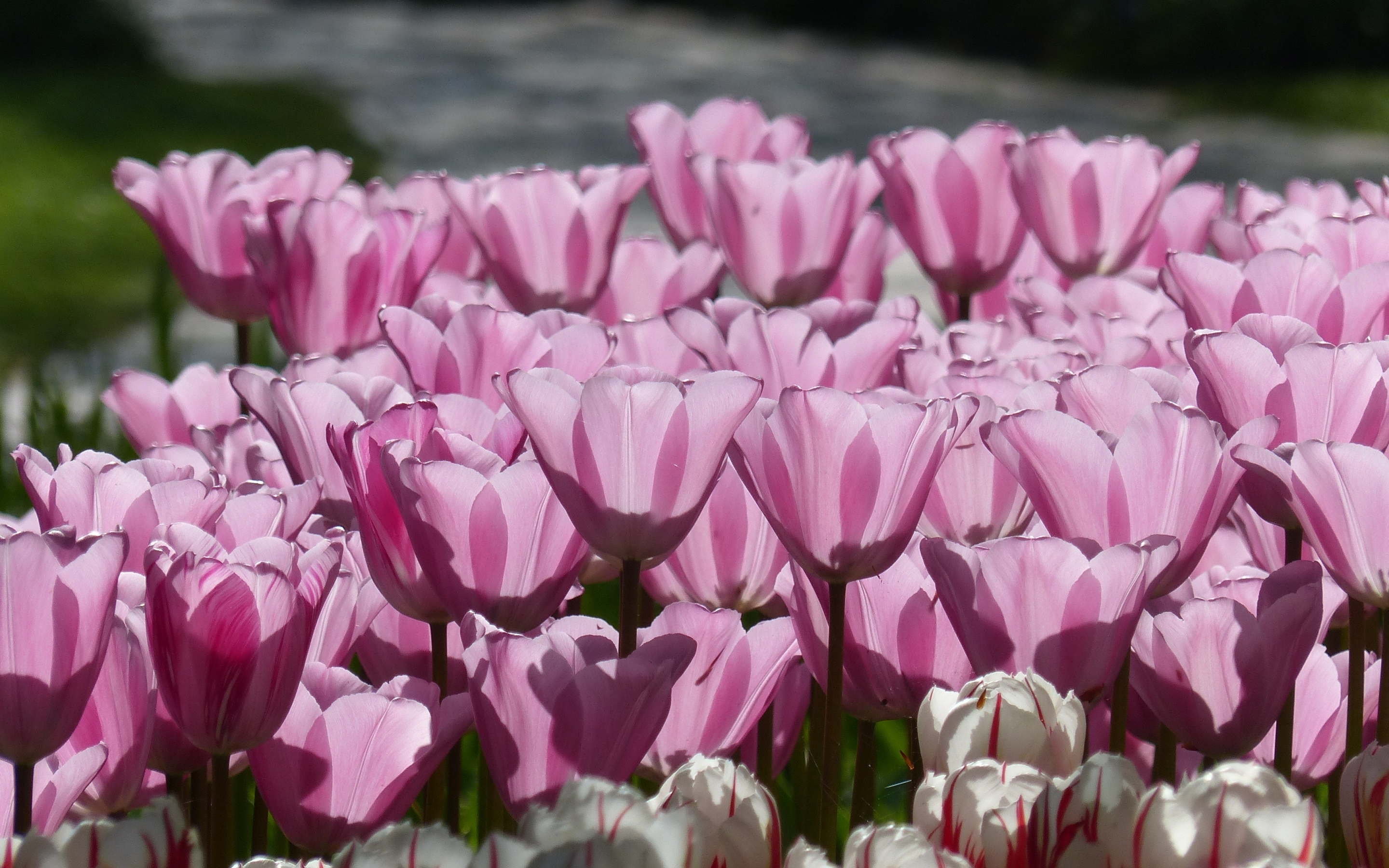 Tulip, pink, spring, flowers, 2880x1800 wallpaper