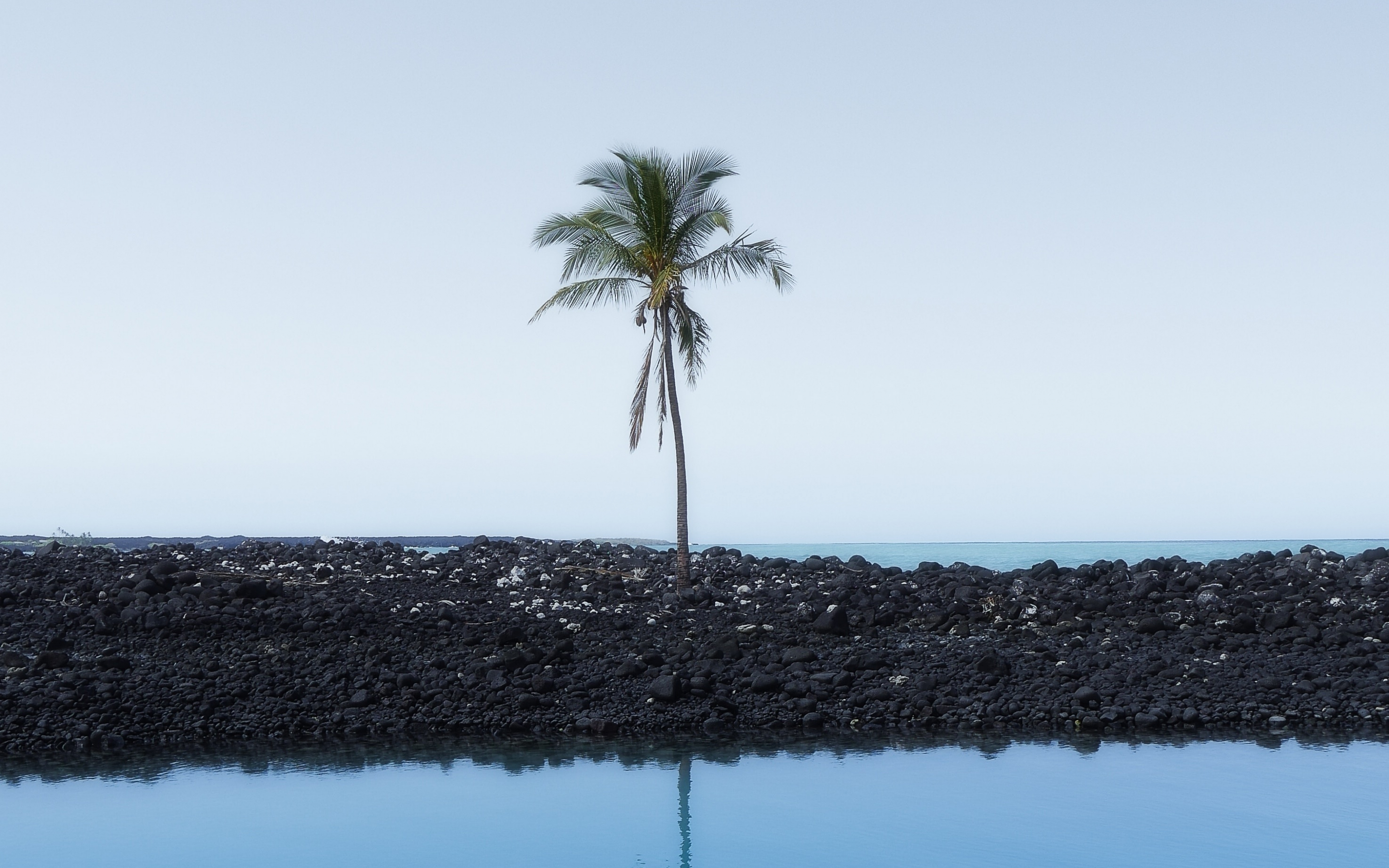 Palm tree, sky, reflections, 2880x1800 wallpaper