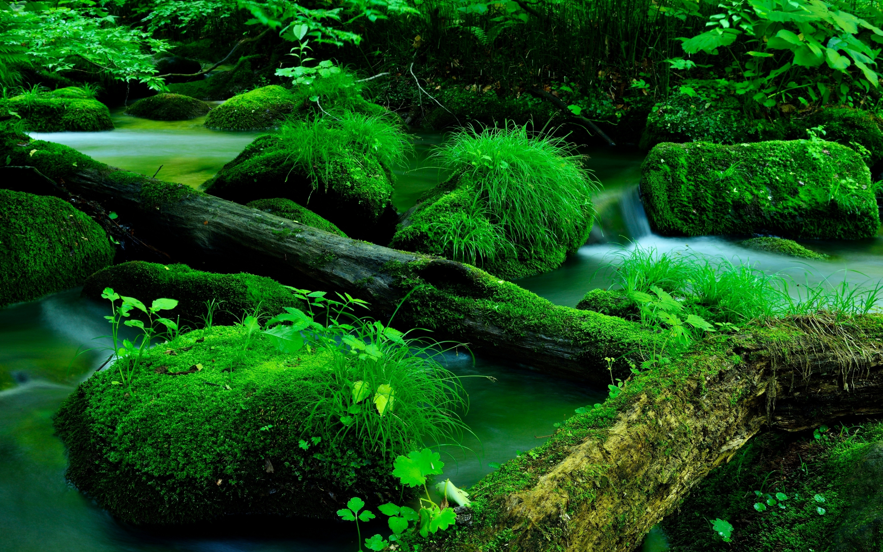 Nature, moss on rocks, big wood log, forest, 2880x1800 wallpaper