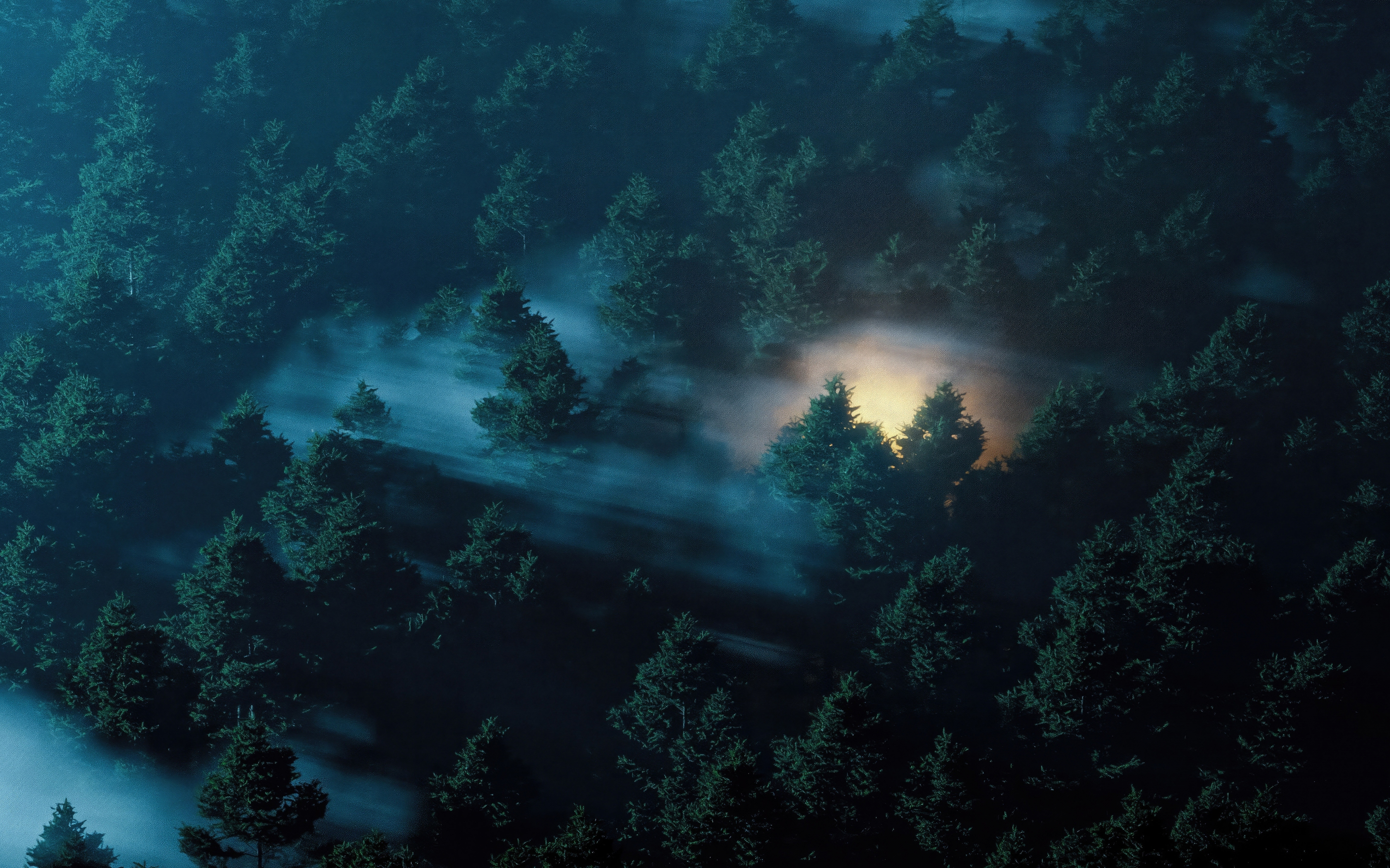Enchanted morning, twilight in the dark forest, misty day, 2880x1800 wallpaper