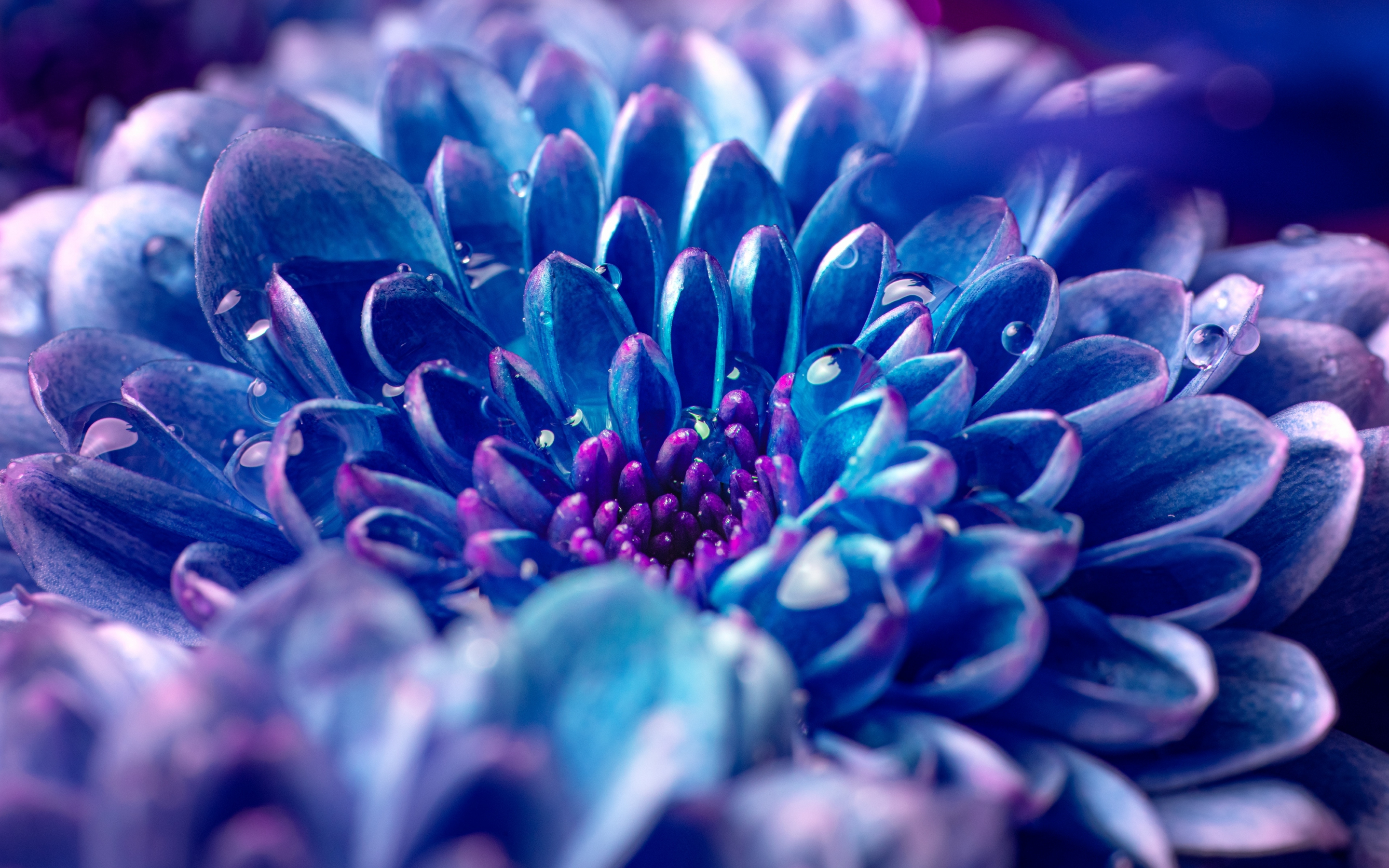 Blue flower, Dahlia, close-up, 2880x1800 wallpaper