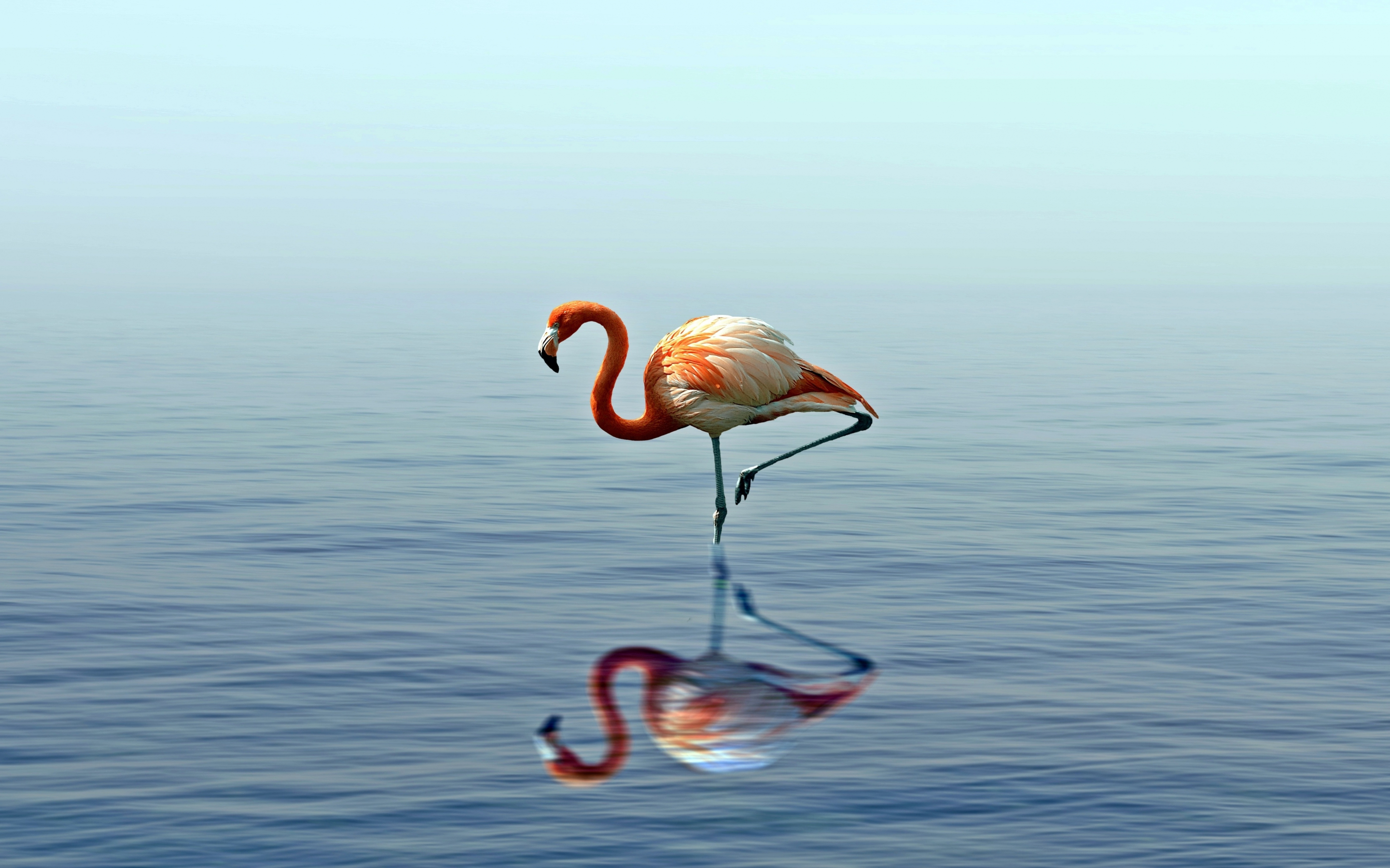 Flamingo, reflection, lake, 2880x1800 wallpaper
