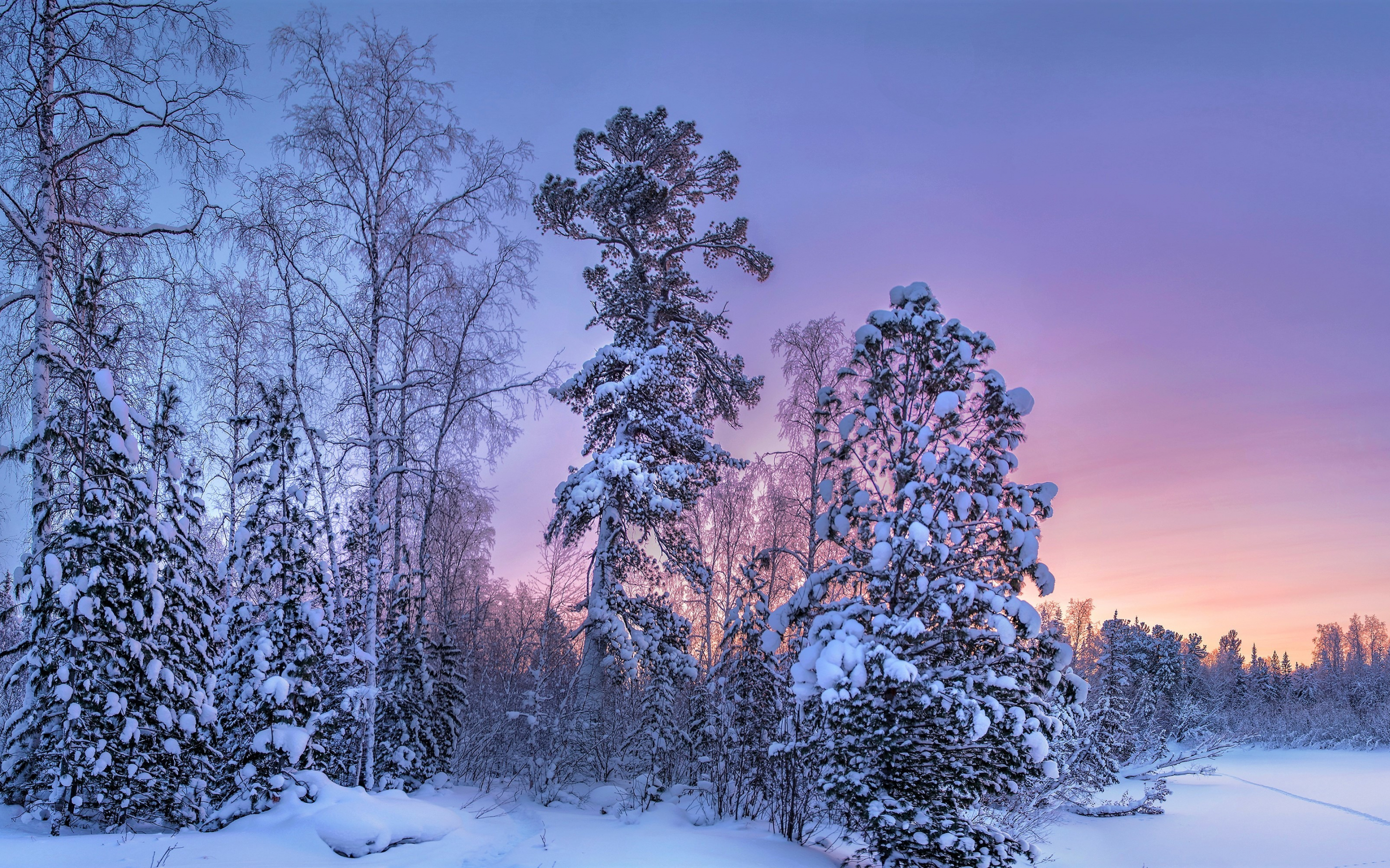 Tree, forest, winter, sunset, 2880x1800 wallpaper