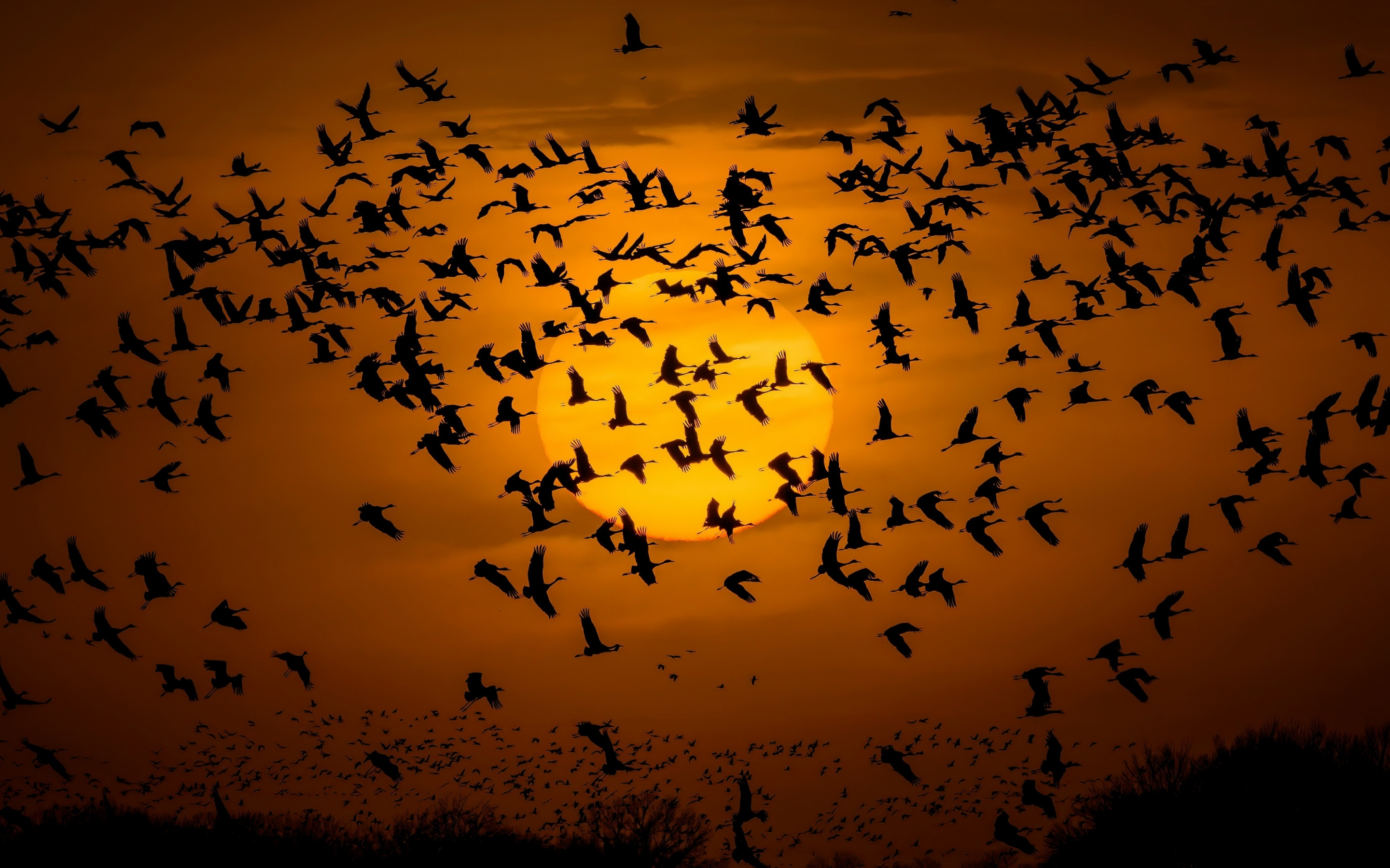 Silhouette, sunset, birds' flight, 2880x1800 wallpaper