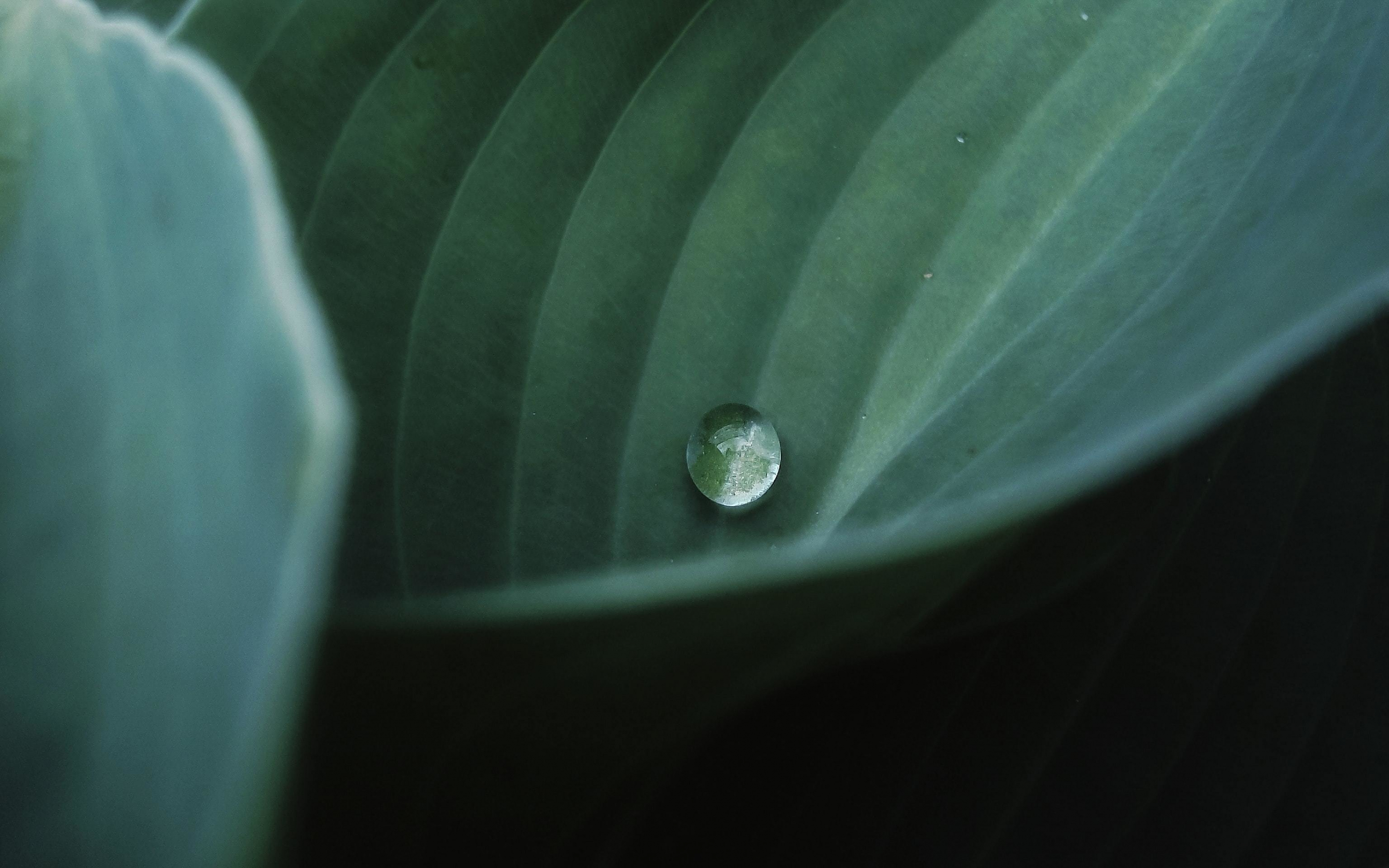Single droplet, close up, leaf, 2880x1800 wallpaper