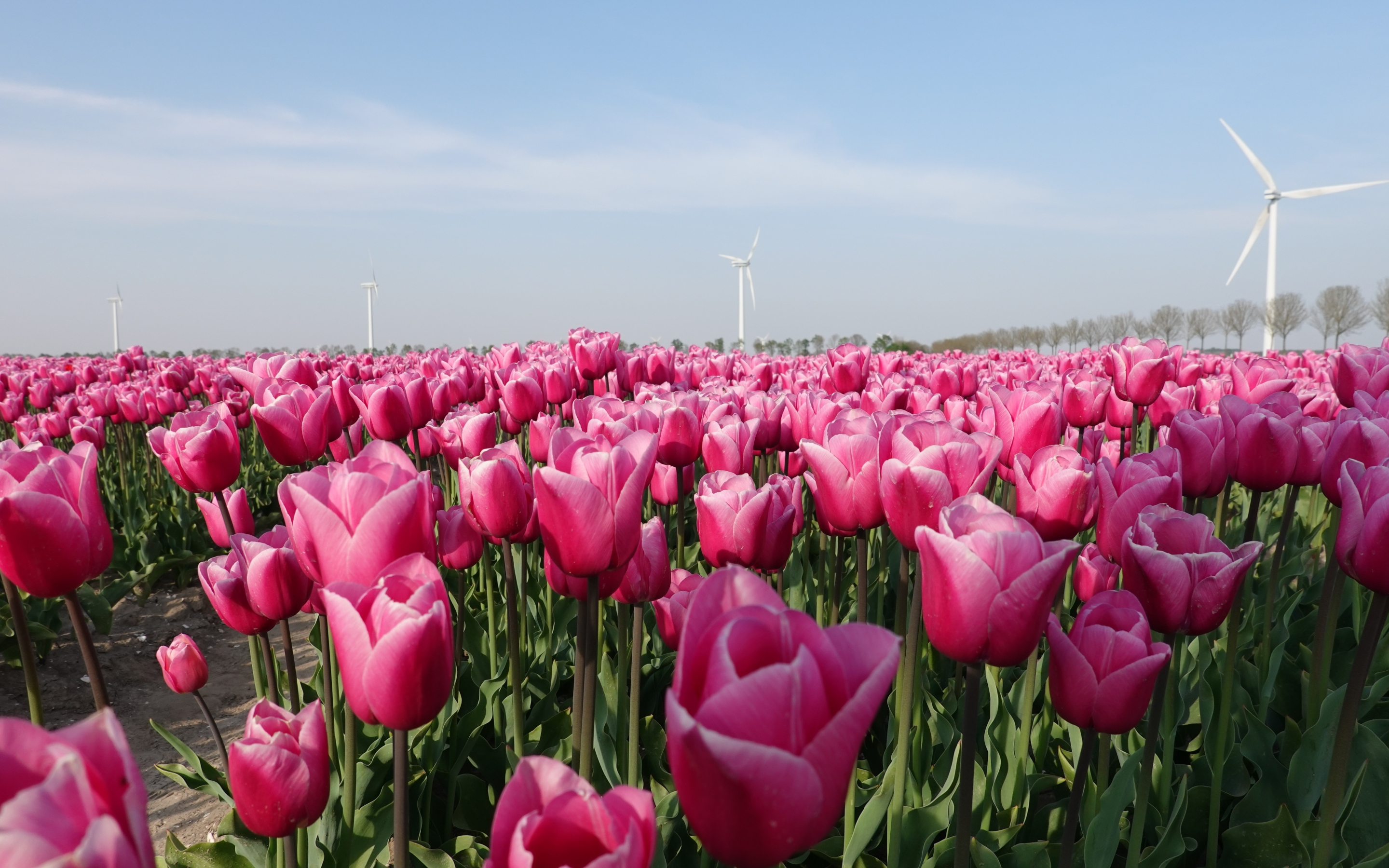 Farm, flowers, pink tulips, 2880x1800 wallpaper