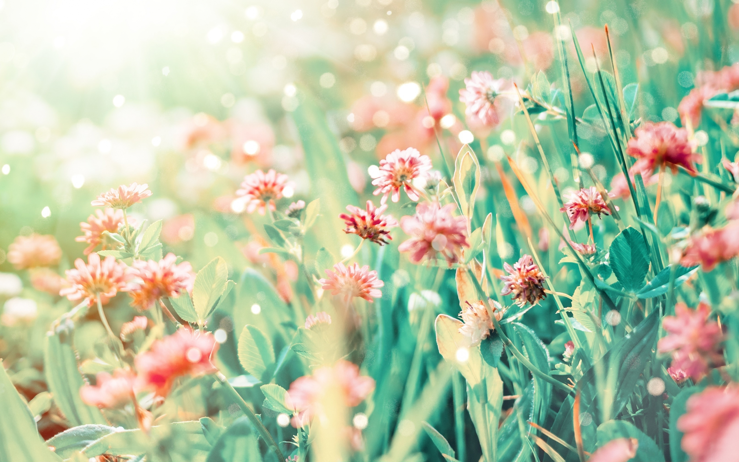 Blossom, pink-red flowers, plants, 2880x1800 wallpaper