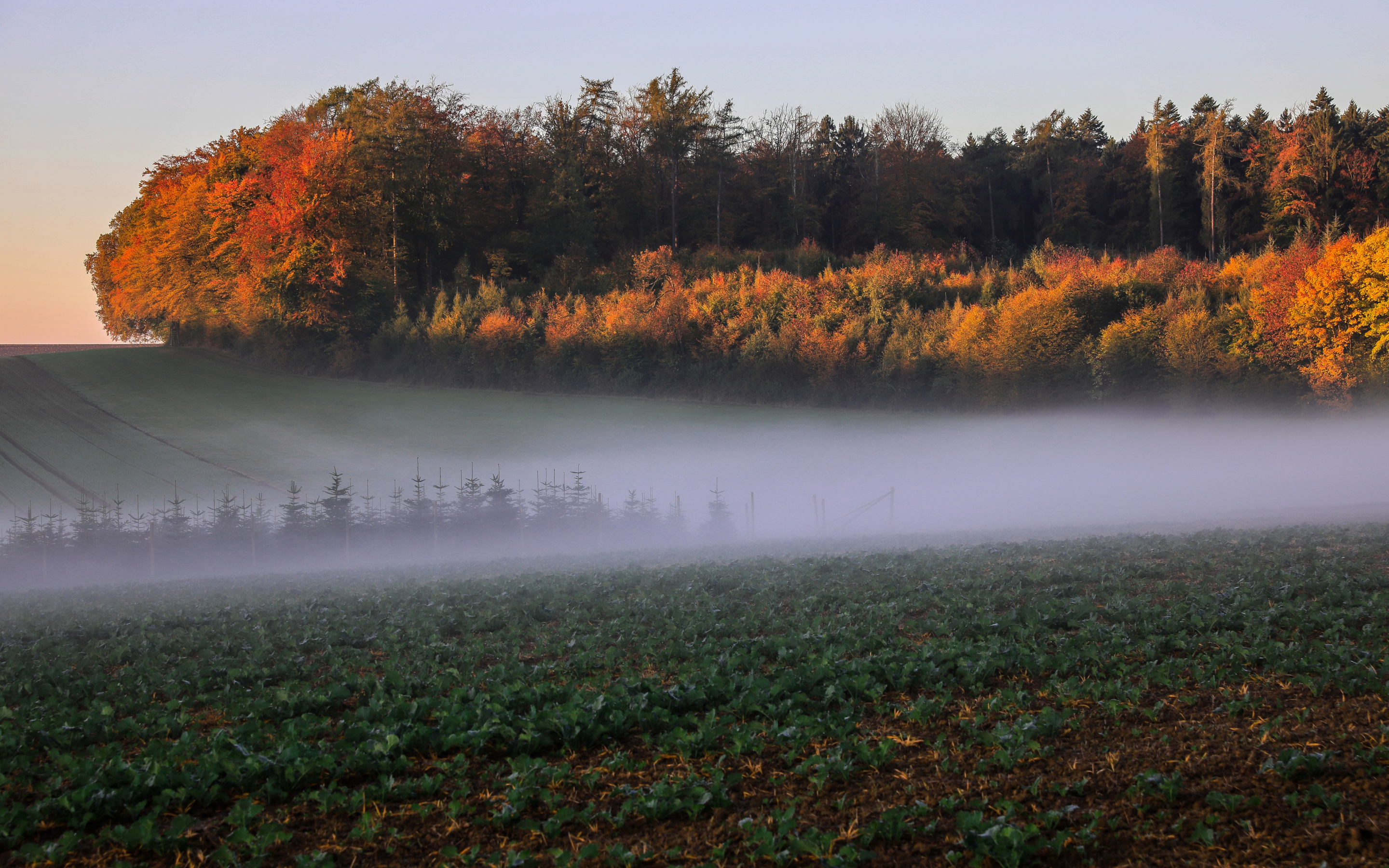 Autumn, landscape, trees, mist, fog, nature, 2880x1800 wallpaper