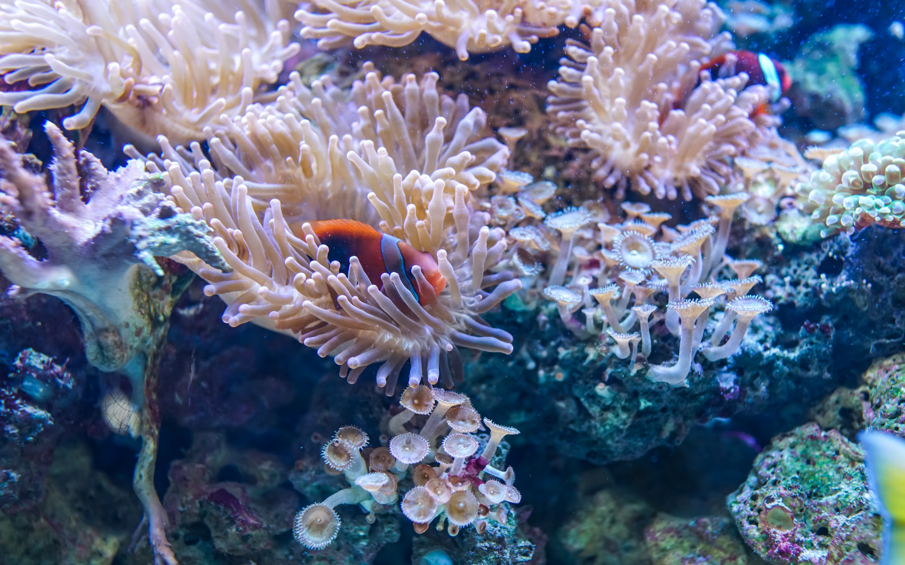 Coral, underwater, fish, aquatic life, 2880x1800 wallpaper