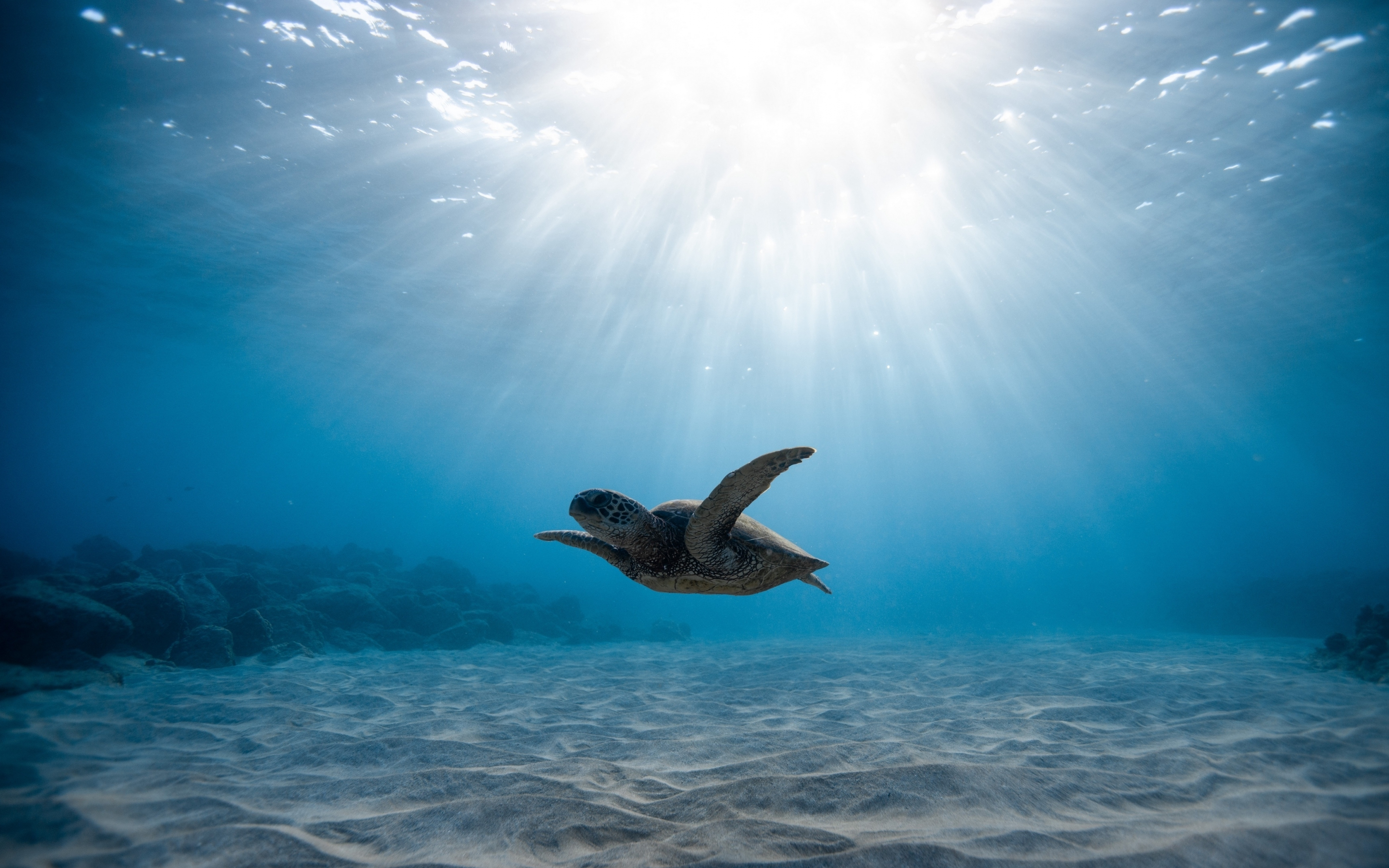 Underwater life, turtle, blue sea, 2880x1800 wallpaper