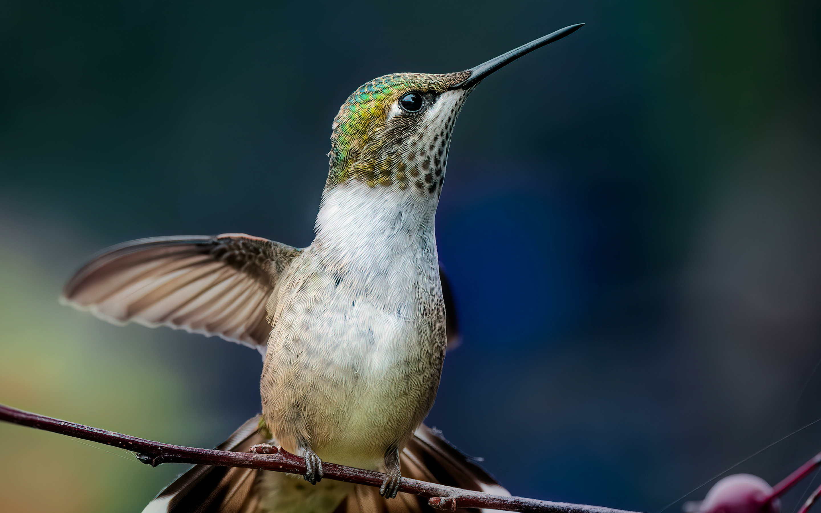 Adorable bird, hummingbird, 2880x1800 wallpaper