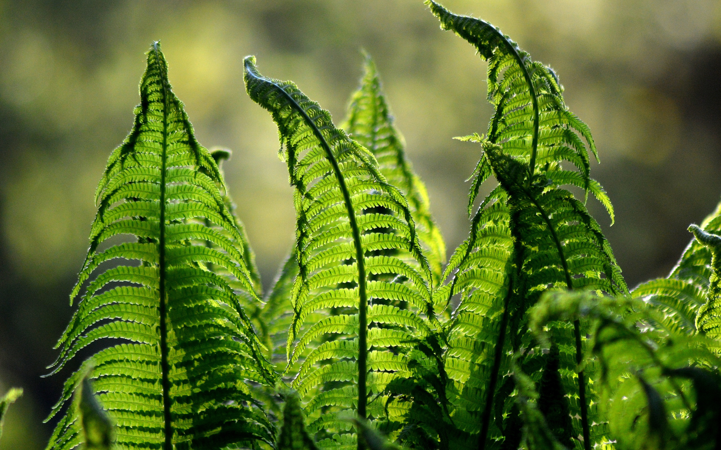 Leaves, fern, spring, close up, 2880x1800 wallpaper