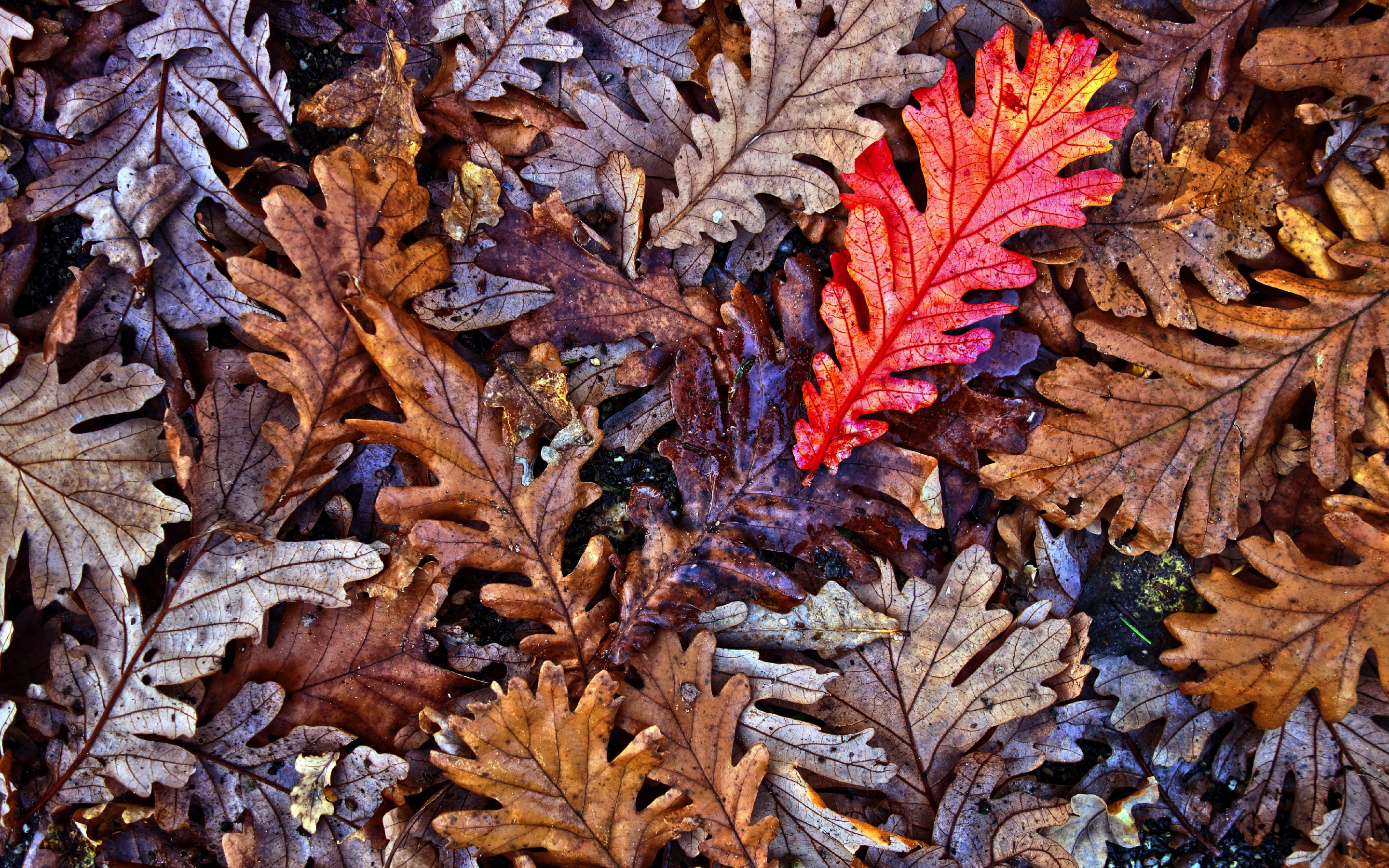 Oak leaves, autumn, fall, 2880x1800 wallpaper