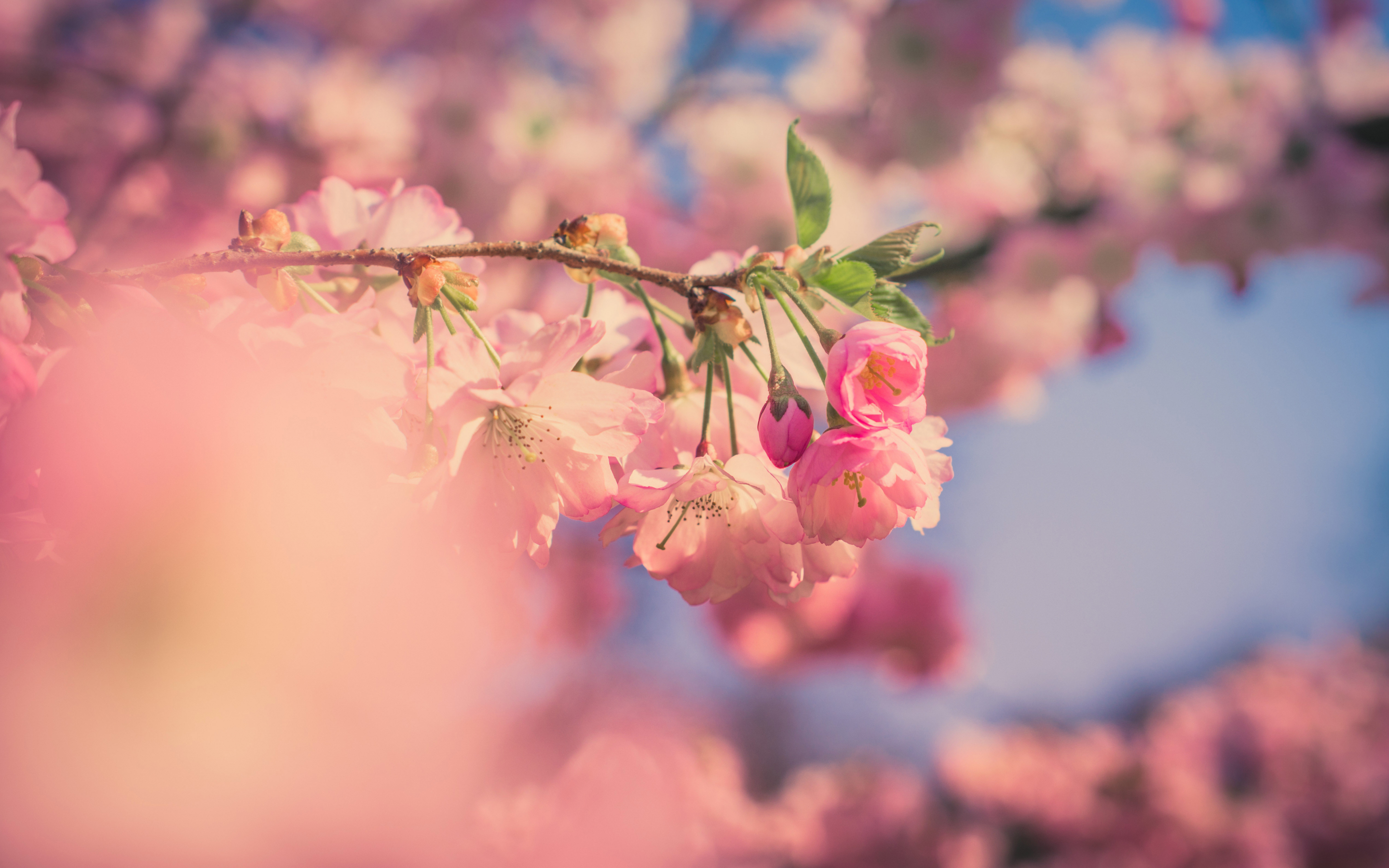 Pink flowers, cherry blossom, spring, blur, 2880x1800 wallpaper