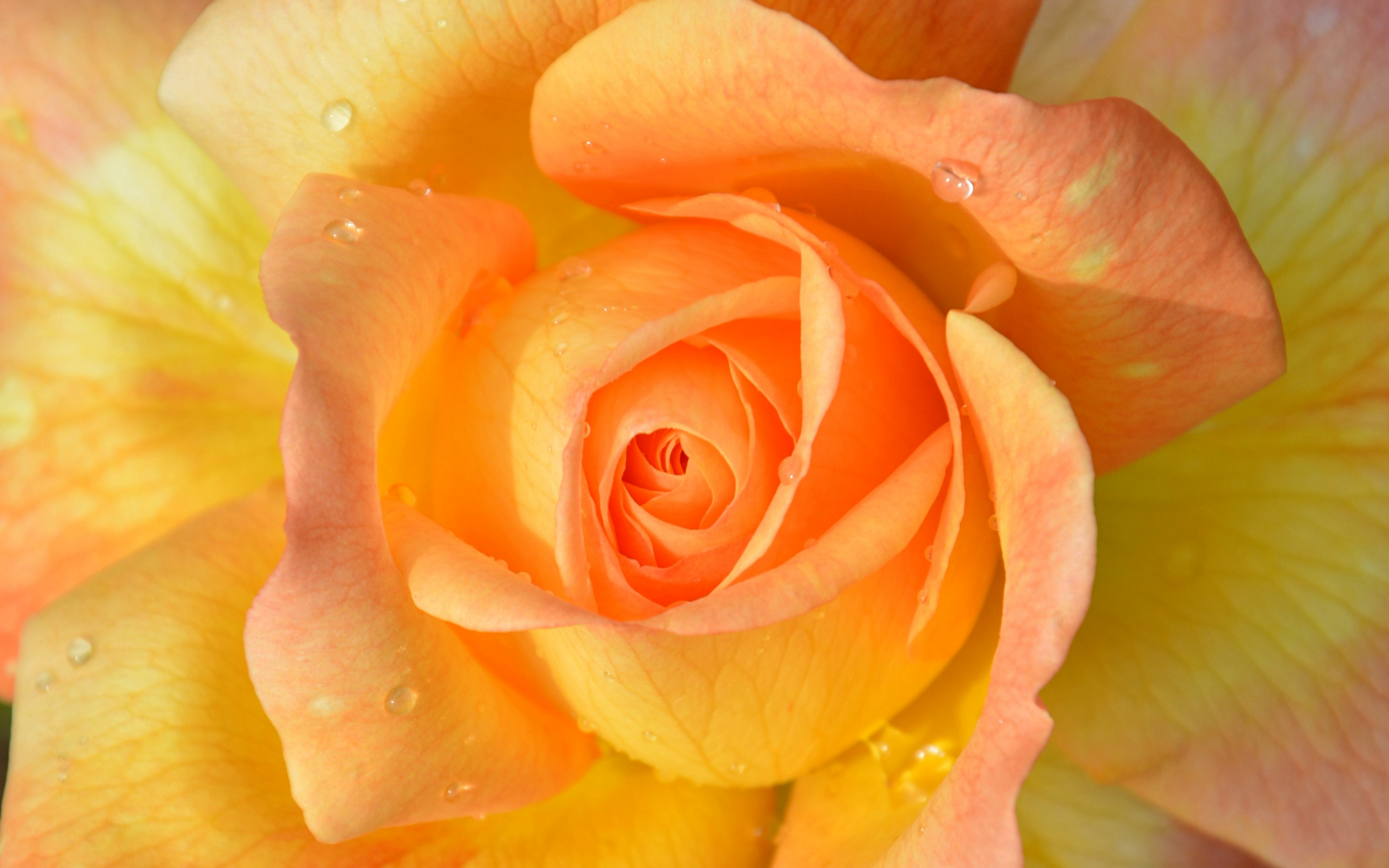Drops, orange rose, close up, 2880x1800 wallpaper