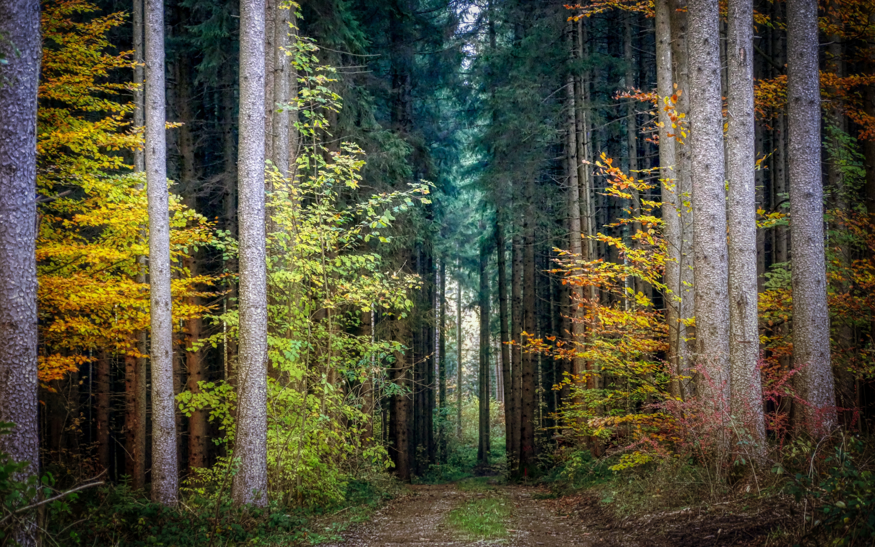 Forest, trees, green, pathway, autumn, 2880x1800 wallpaper