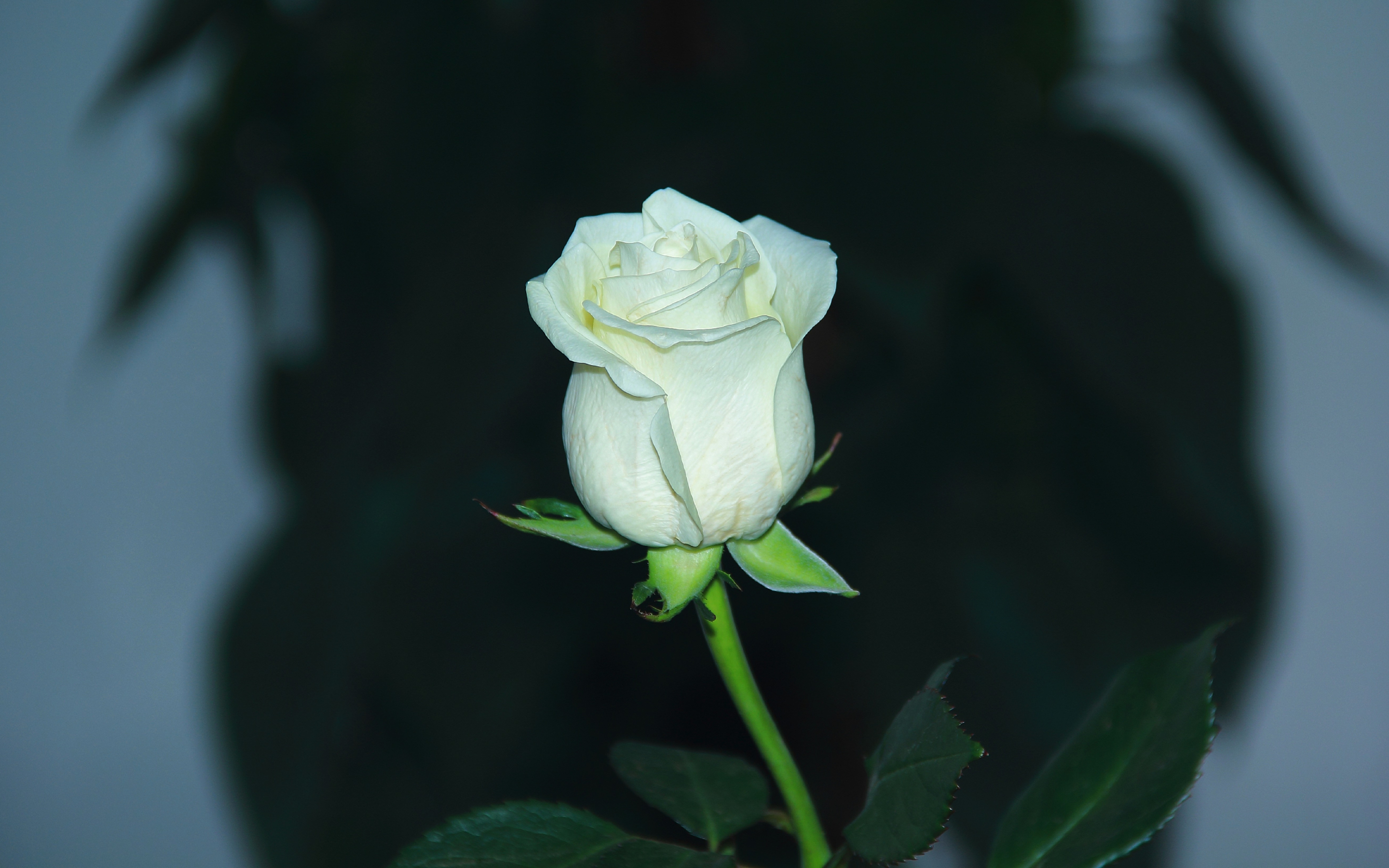 White rose, bud, flower, portrait, 2880x1800 wallpaper