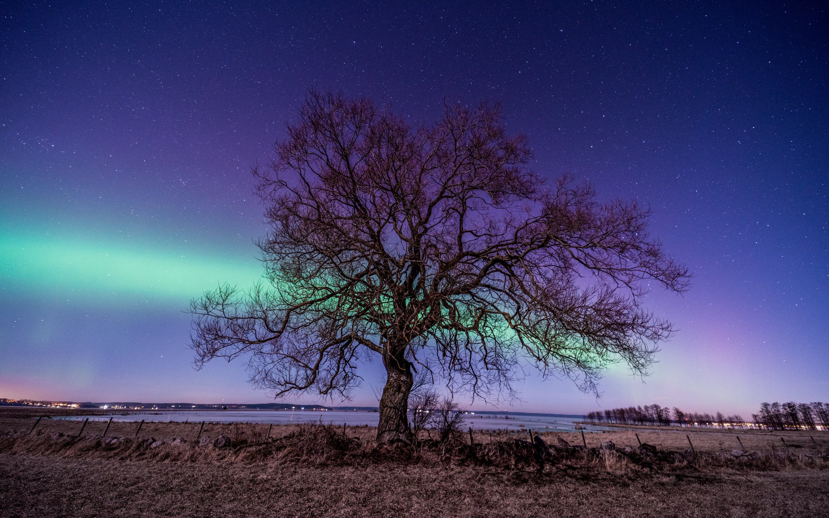 Northern lights, tree, nature, 2880x1800 wallpaper