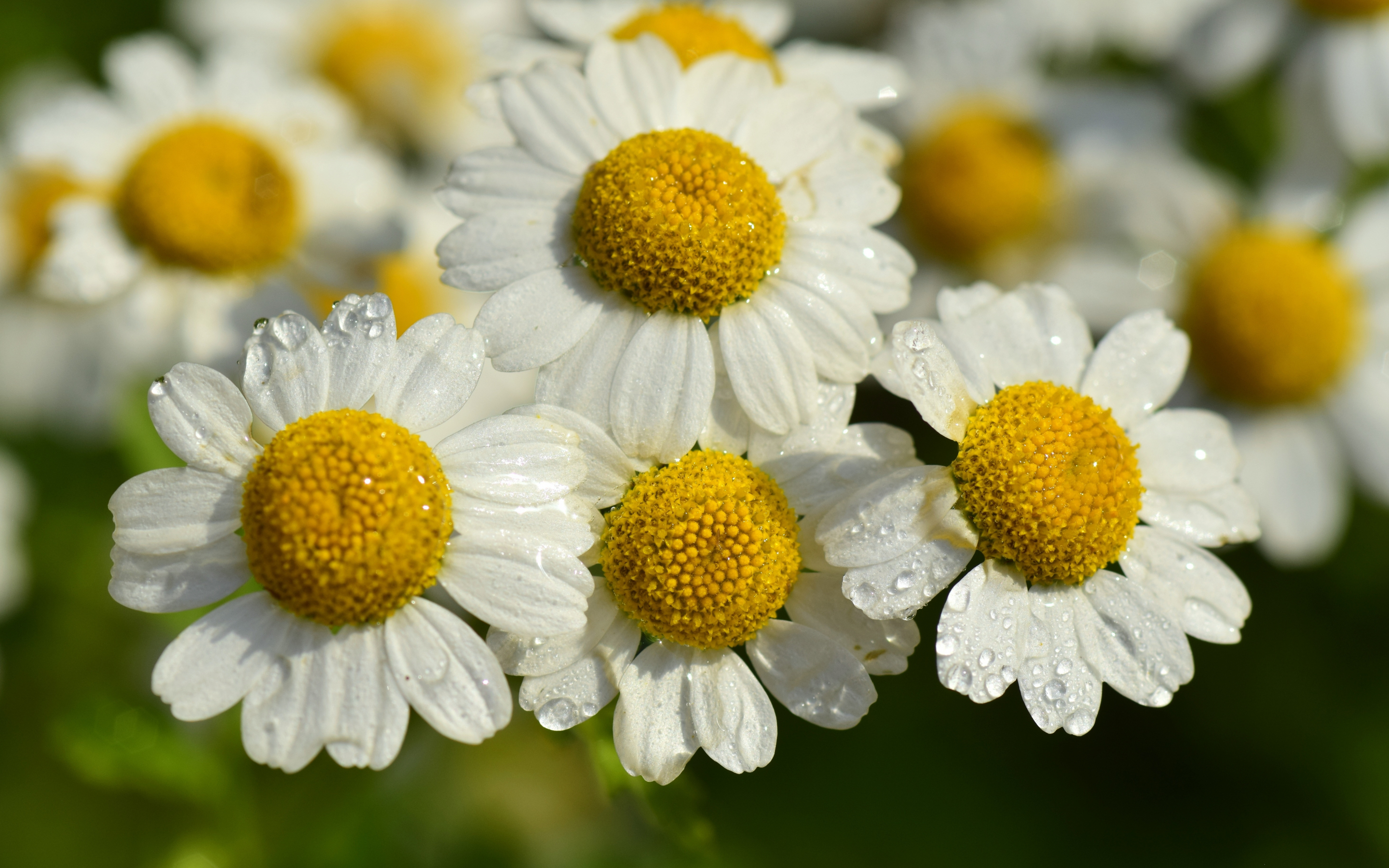 White flowers, floral, daisy, drops, close up, 2880x1800 wallpaper