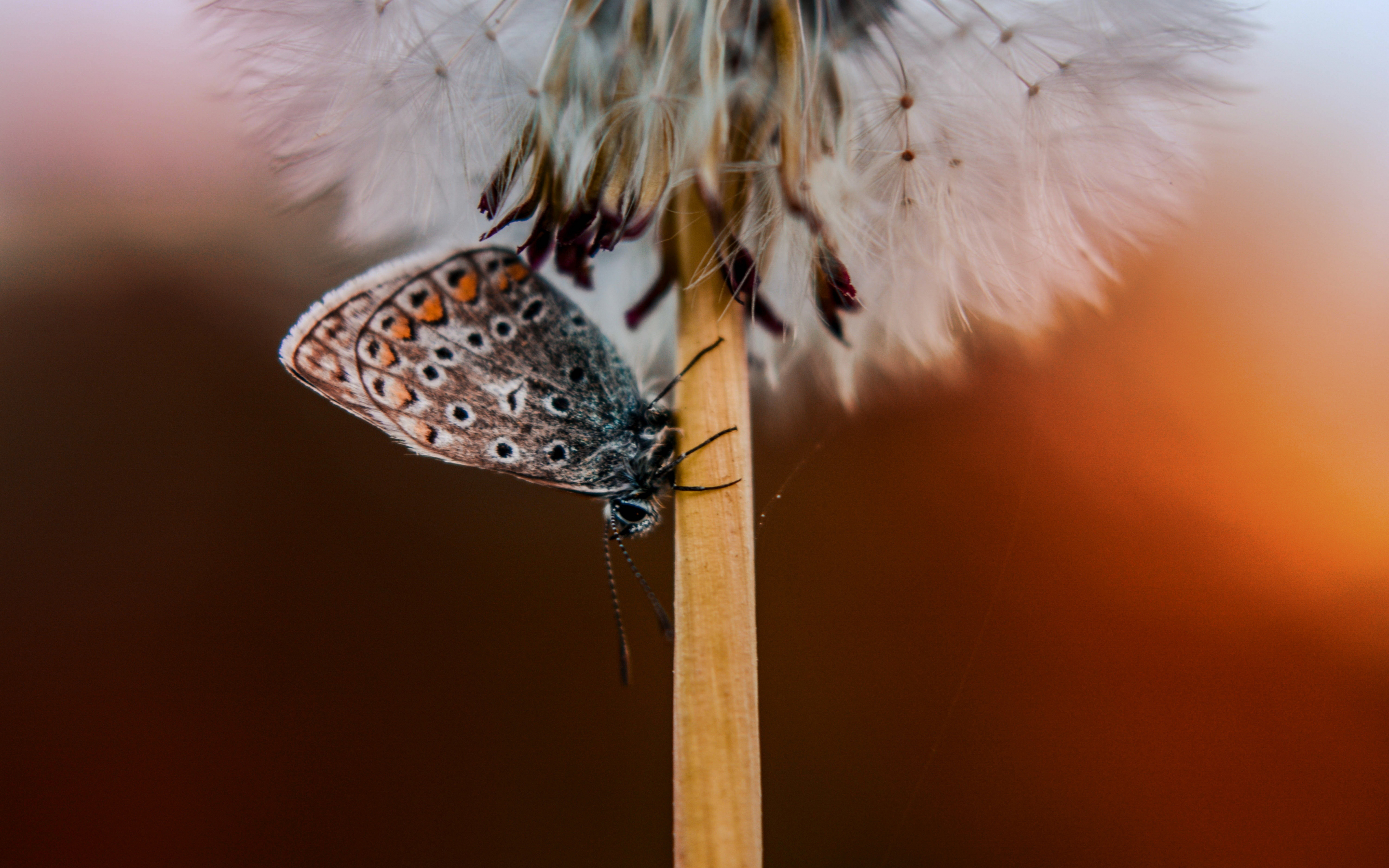 Butterfly, dandelion, close up, 2880x1800 wallpaper