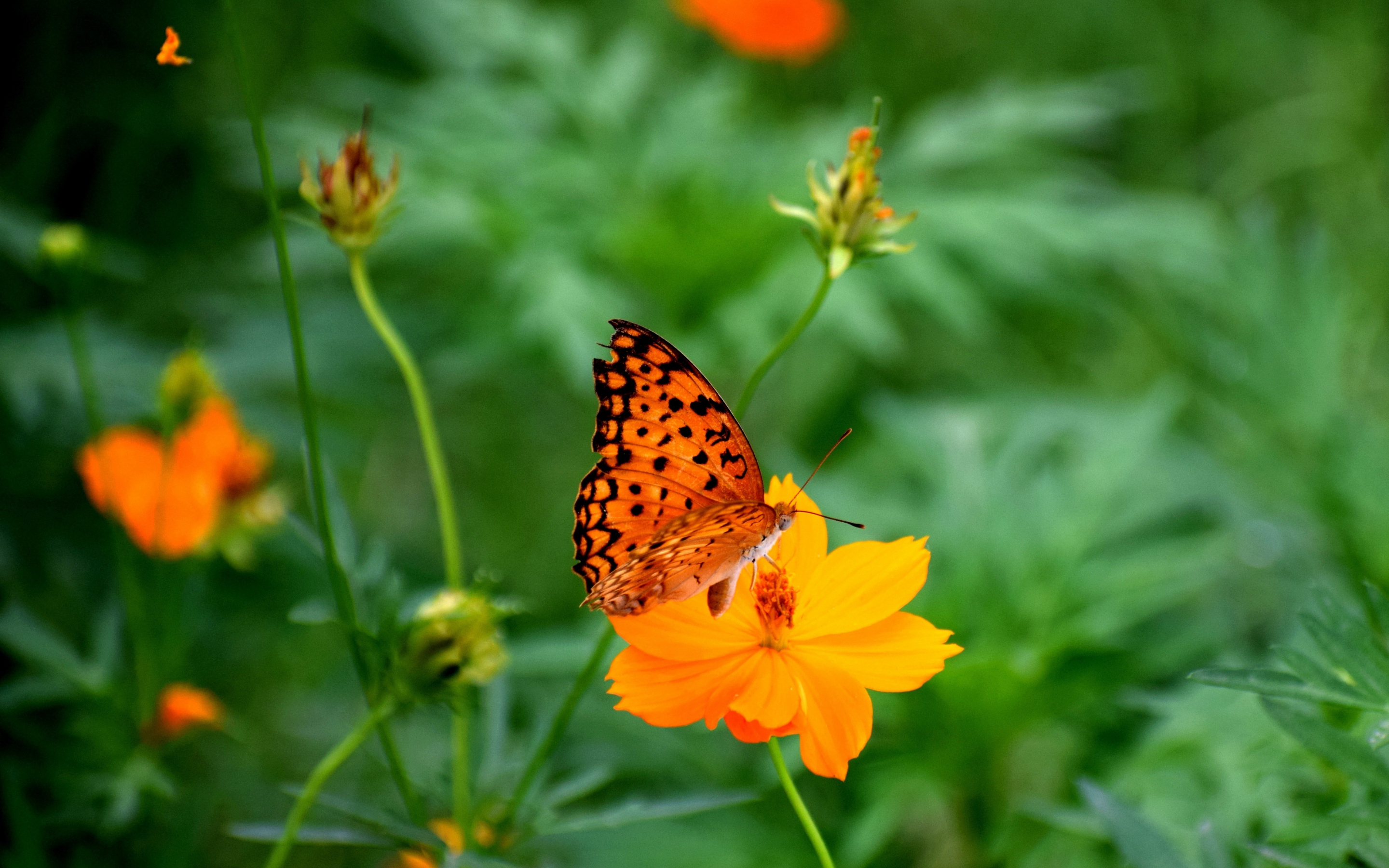 Nature, butterfly, blur, insect, flowers, 2880x1800 wallpaper