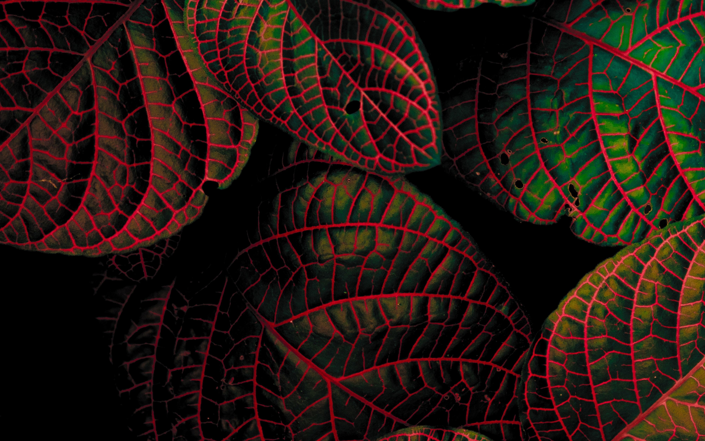 Bright, leaves, plant, contrast, close up, 2880x1800 wallpaper