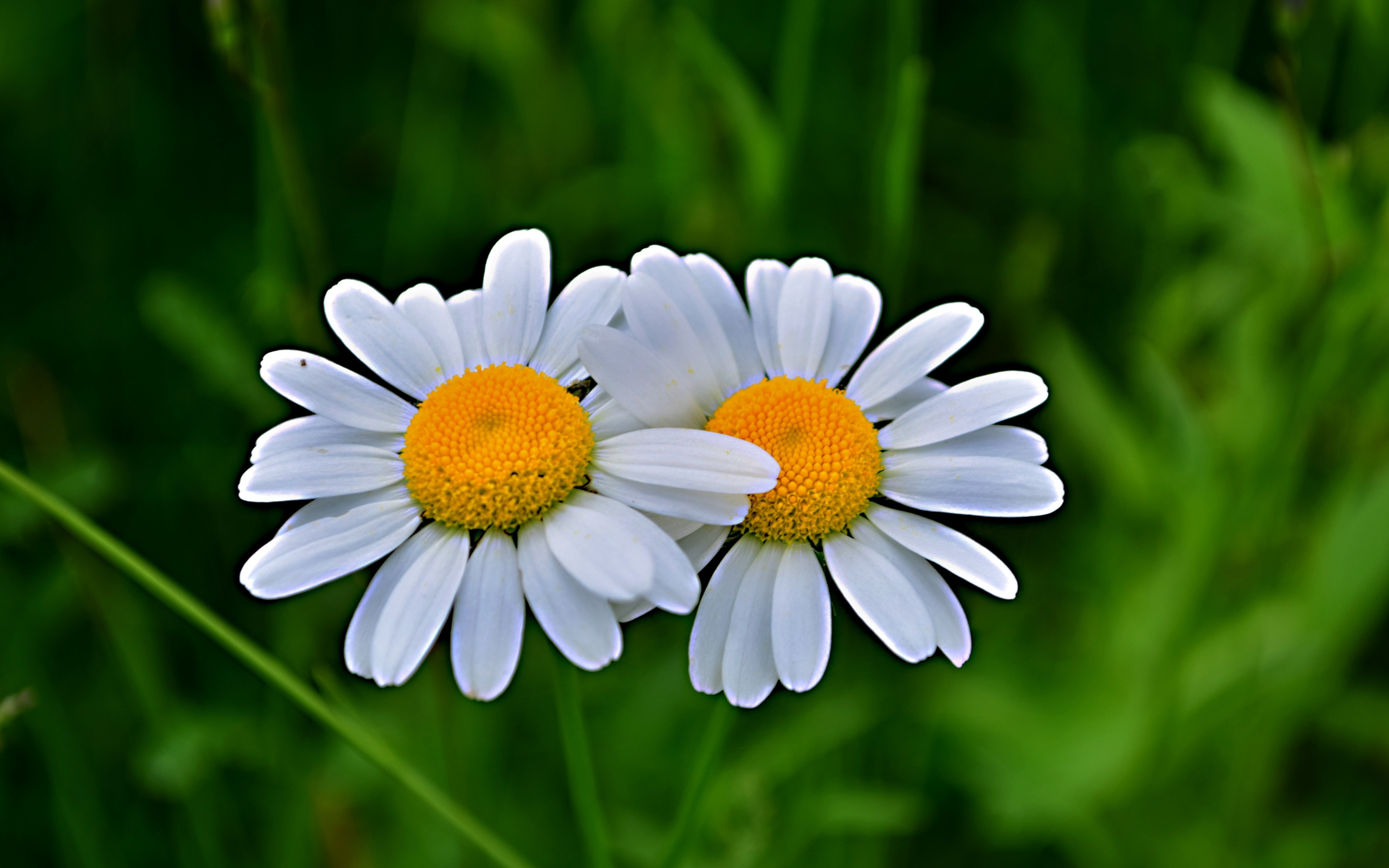 Daisy, flowers, pair, blur, 2880x1800 wallpaper