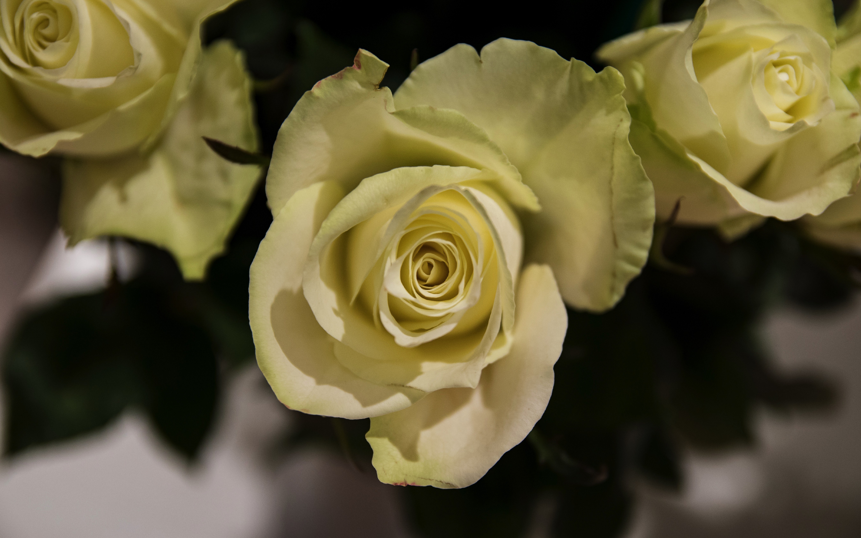 Yellow rose, flowers, close up, 2880x1800 wallpaper