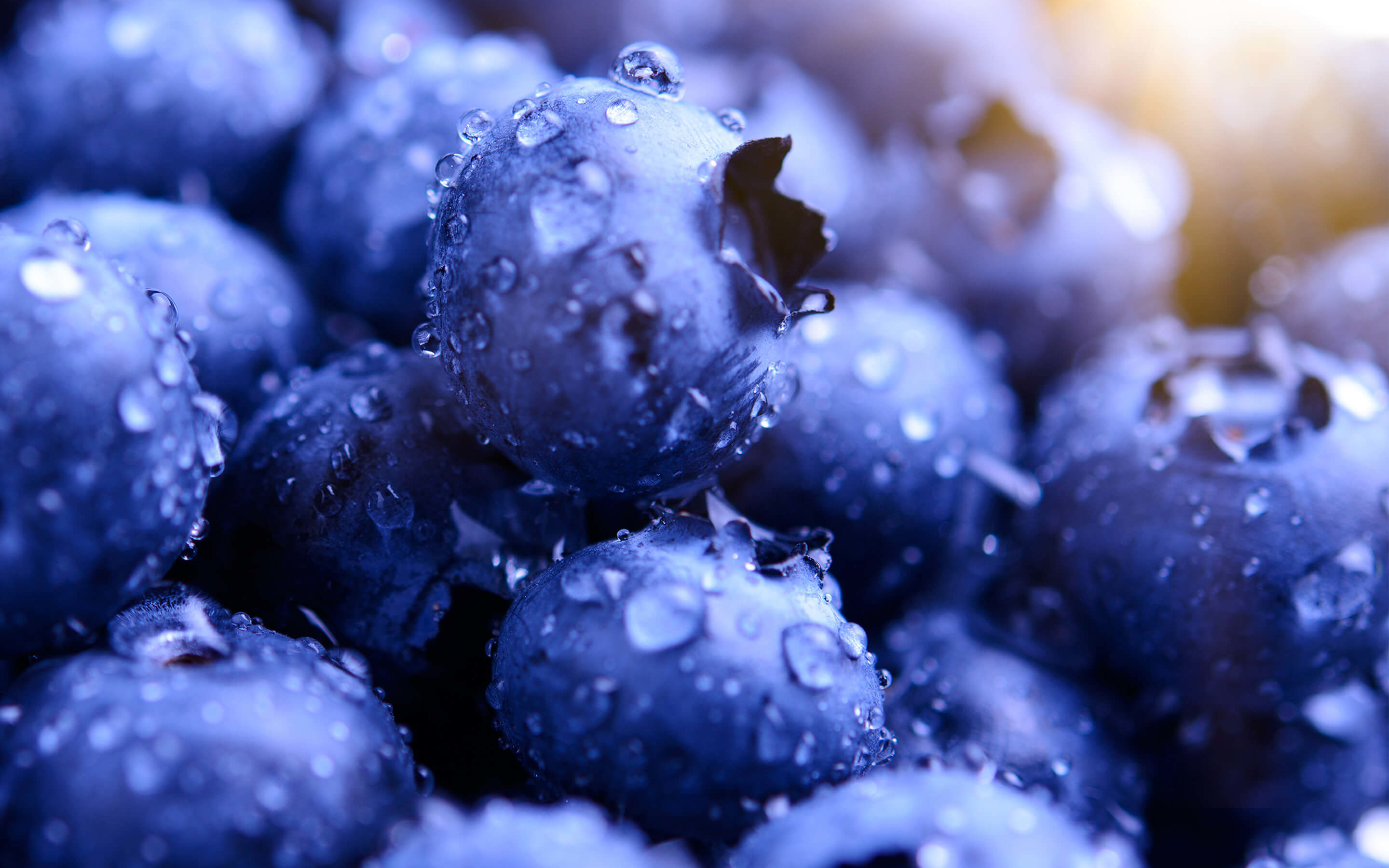 Blueberries, drops, macro, 2880x1800 wallpaper