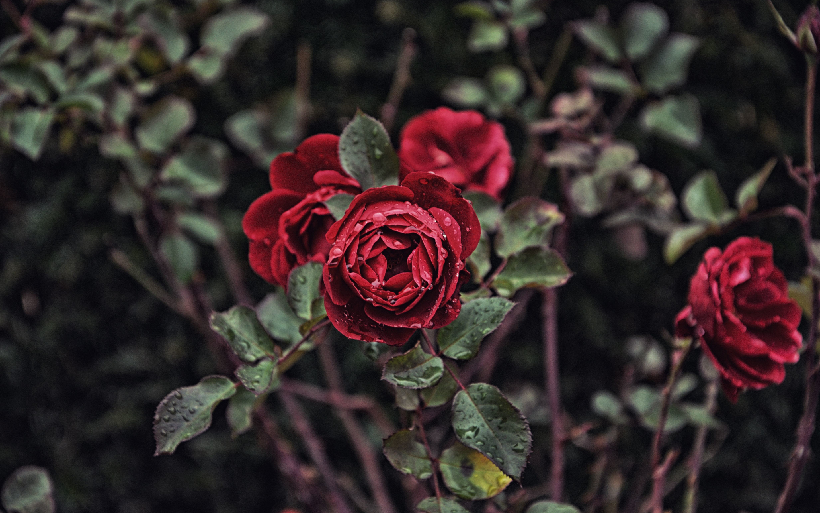 Rose, red flower, drops, bloom, 2880x1800 wallpaper