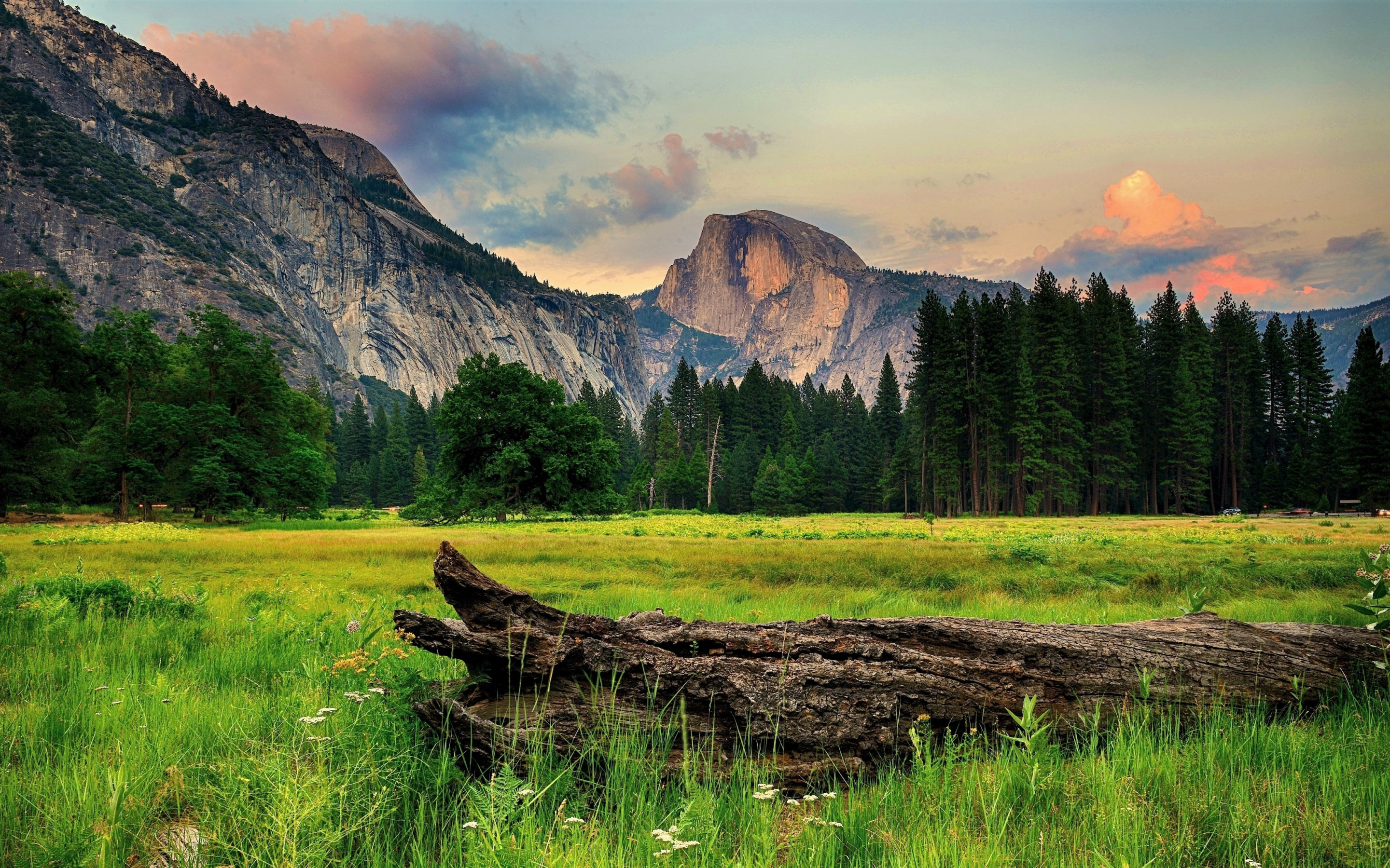 Tree trunk, landscape, half dome, Yosemite valley, 2880x1800 wallpaper
