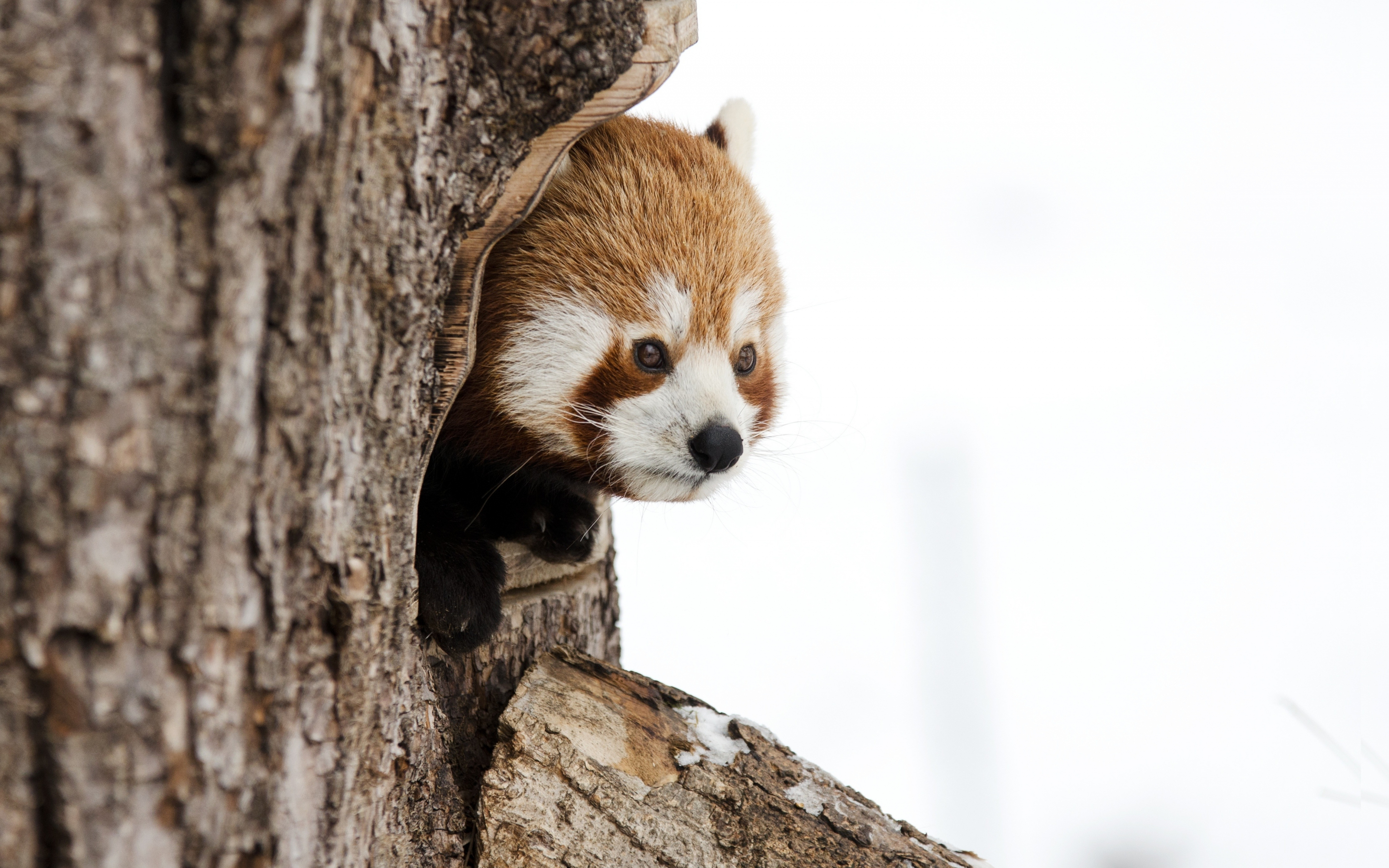 Red panda, muzzle, cute, 2880x1800 wallpaper