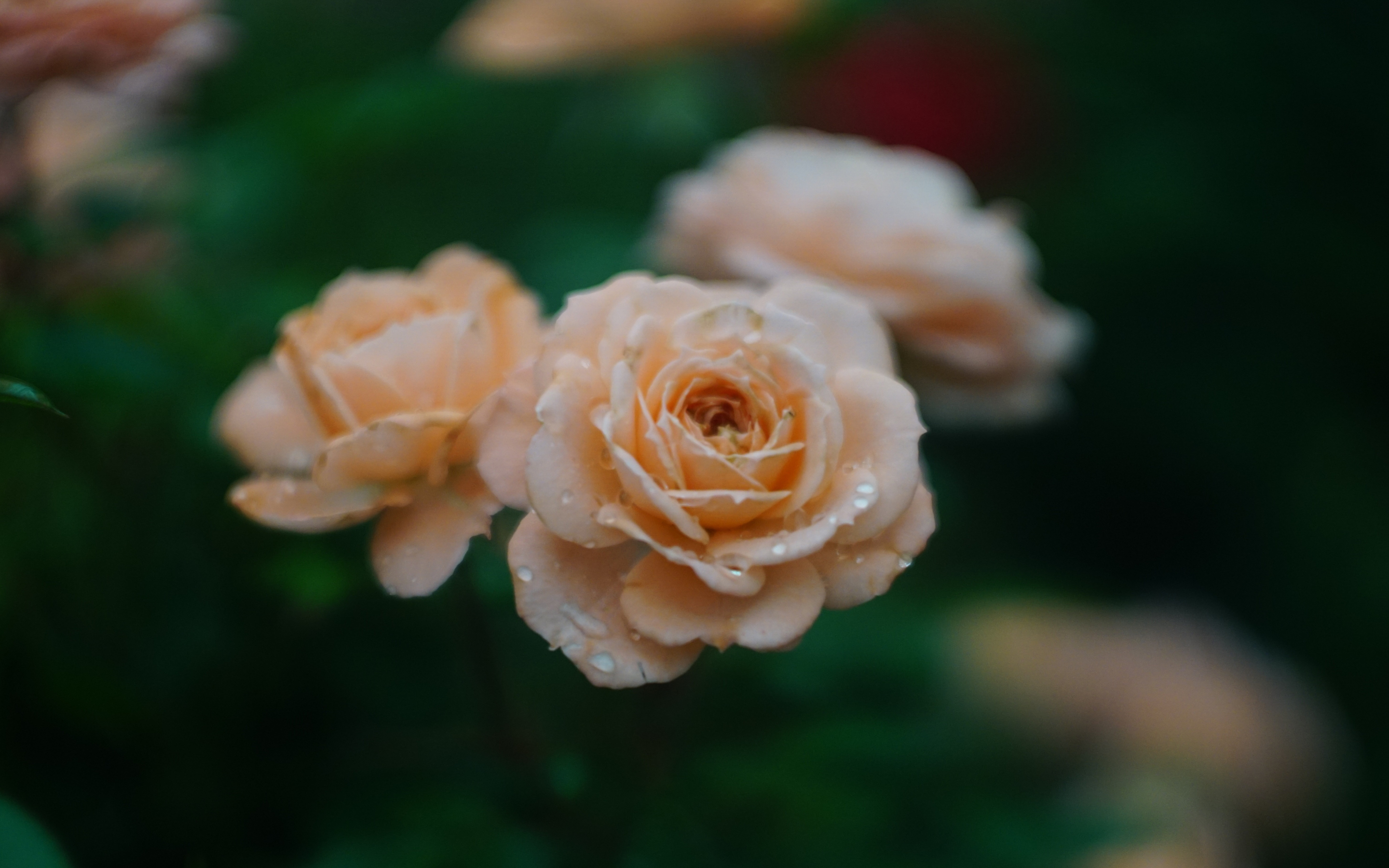 Drops, fresh, orange roses, blur, 2880x1800 wallpaper