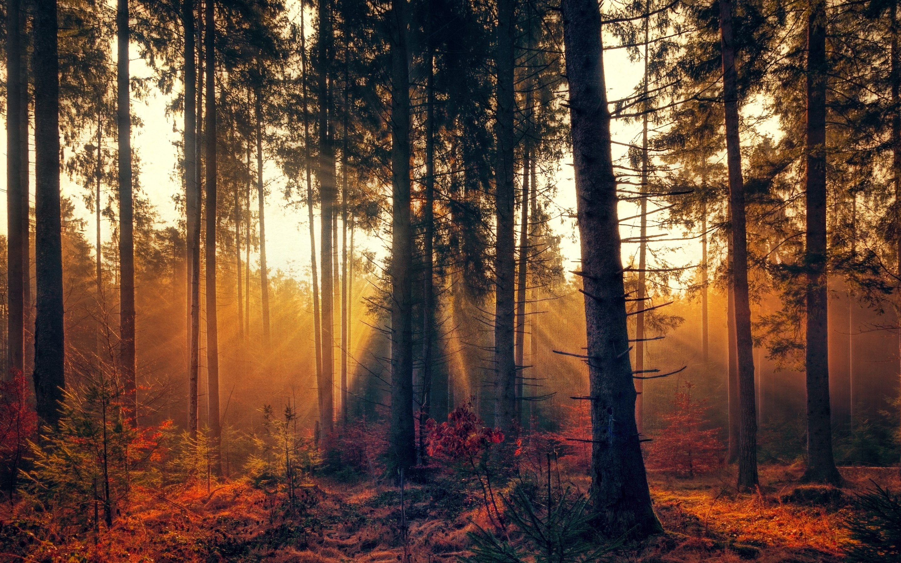 Forest, trees, sunbeams, nature, 2880x1800 wallpaper