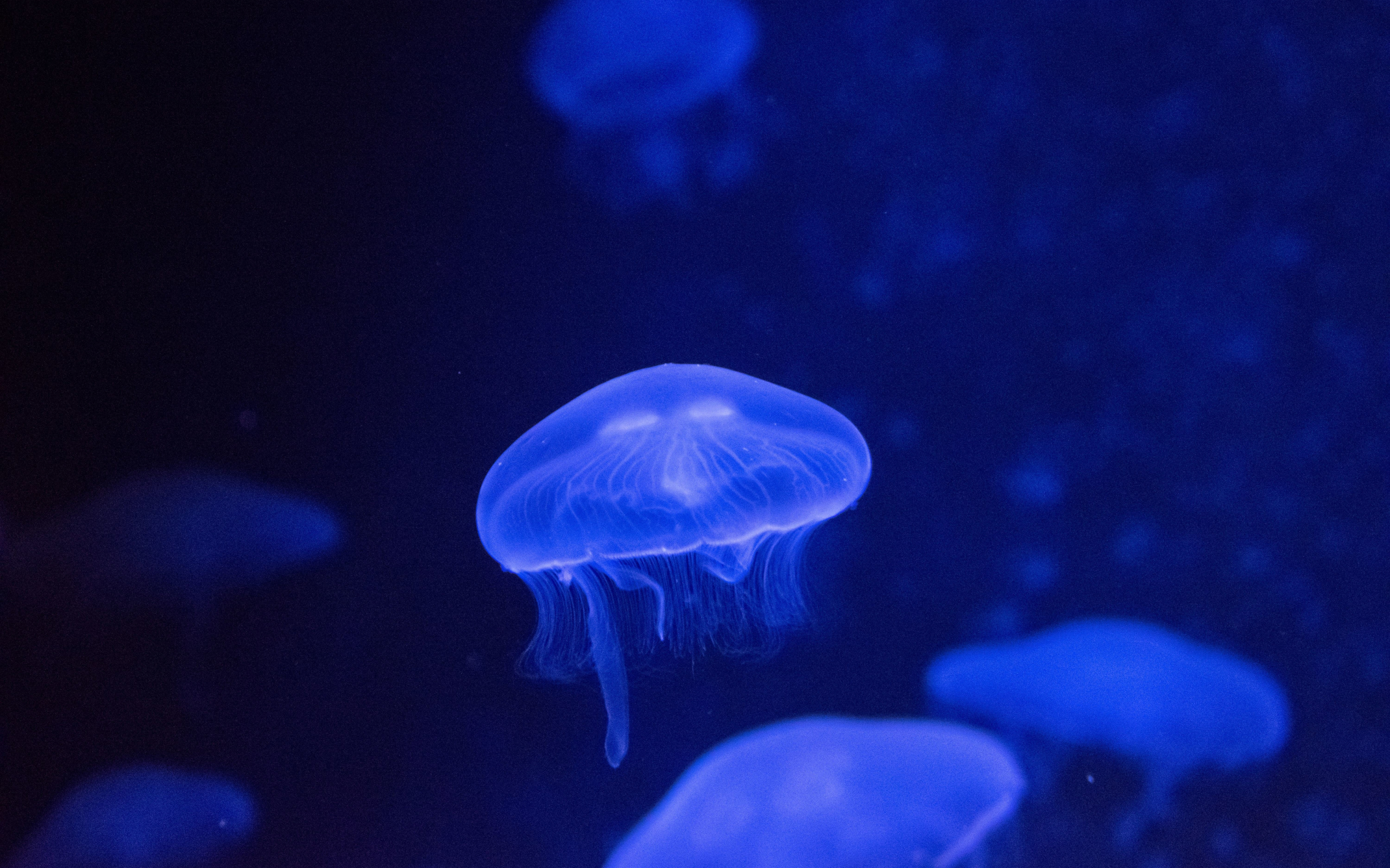 Underwater, glow, jellyfish, 2880x1800 wallpaper